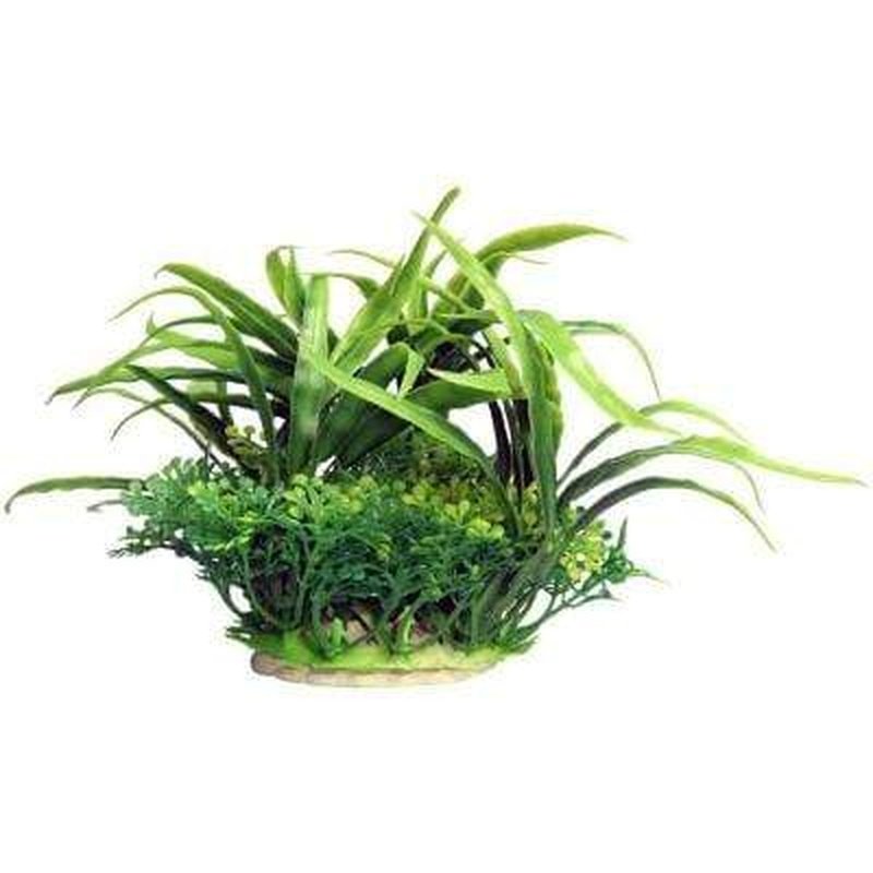 Aqua One Ecoscape Small Green Crinum 10cm - Live Aquatic Plant for Freshwater Aquariums | Perfect for Nano Tanks, Aquascaping & Betta Fish Habitats