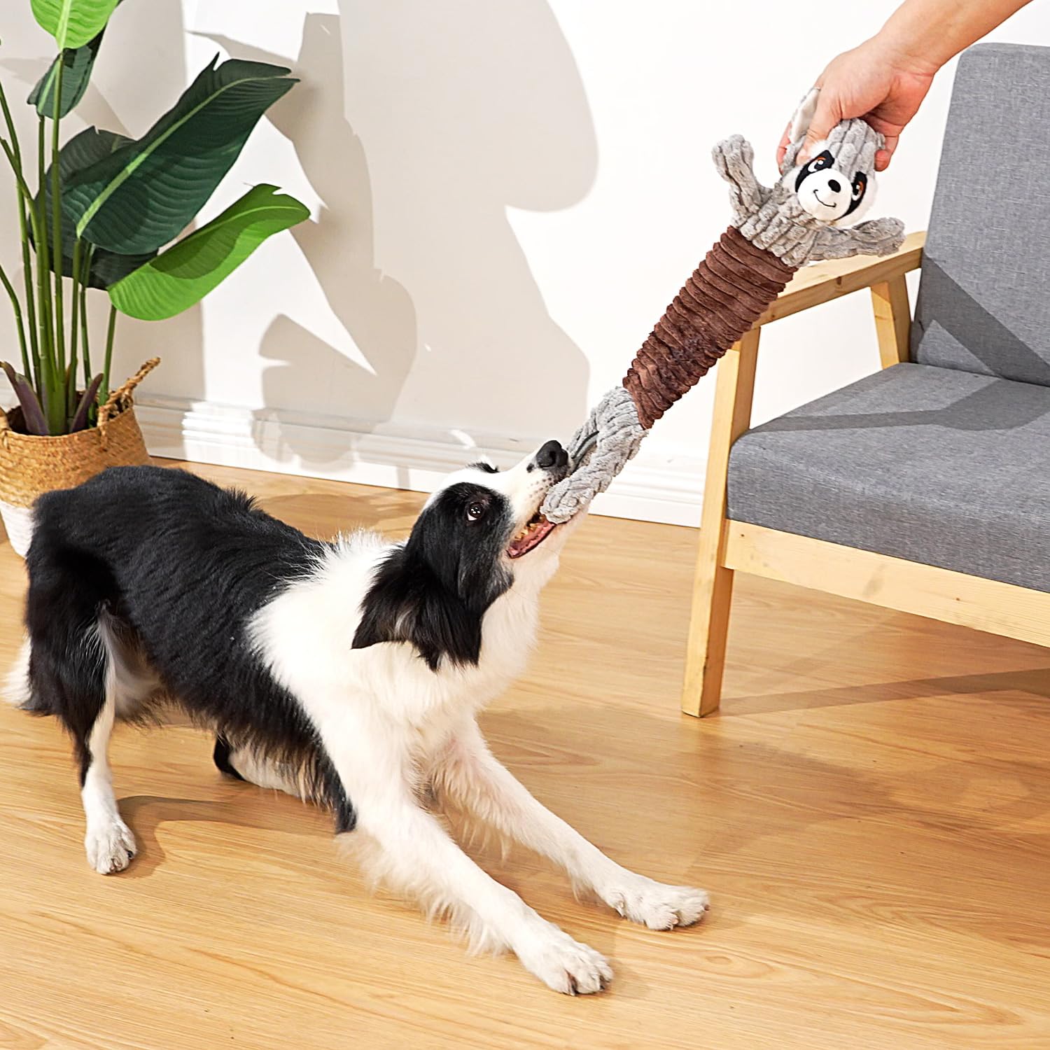 Durable Tug of War Dog Toy for Large Breeds - Tough Stuffed Squeaky Toy with Crinkle Paper for Small, Medium & Big Dogs (Raccoon Design) - Perfect for Playtime, Training & Bonding with Your Pet