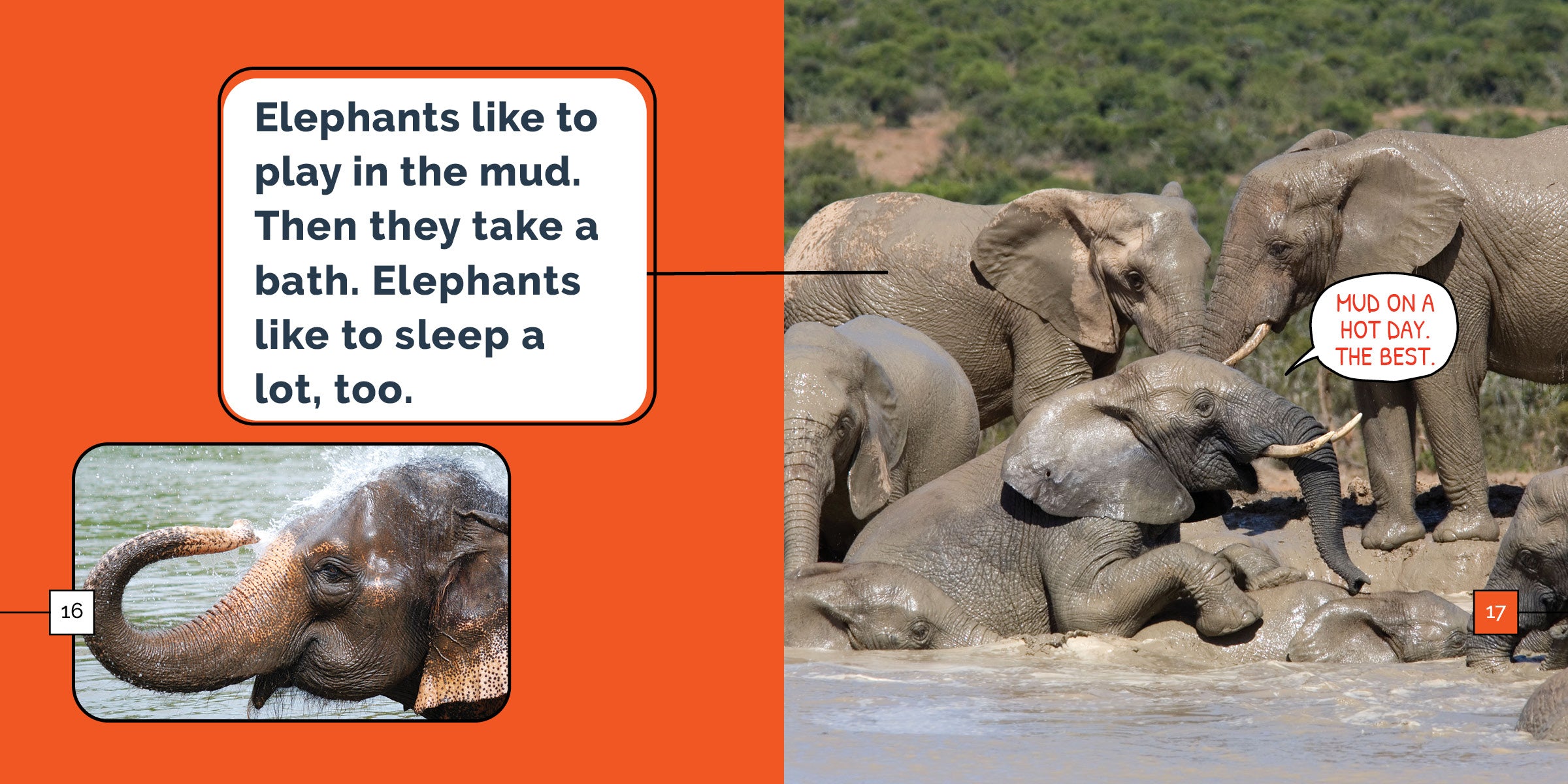 Elephants Book 9781640268401 - Wildlife Education & Nature Exploration for Kids & Adults