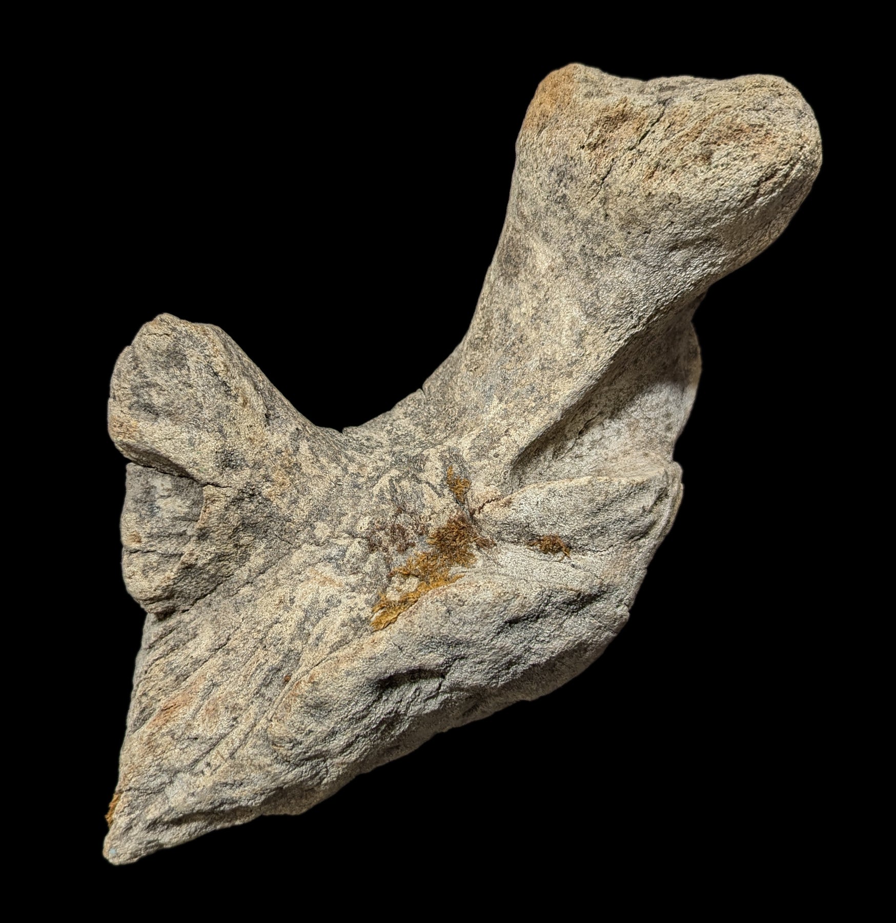 Authentic Woolly Mammoth Occipital Bone Fossil - Rare Ice Age Relic for Collectors, Education & Home Decor