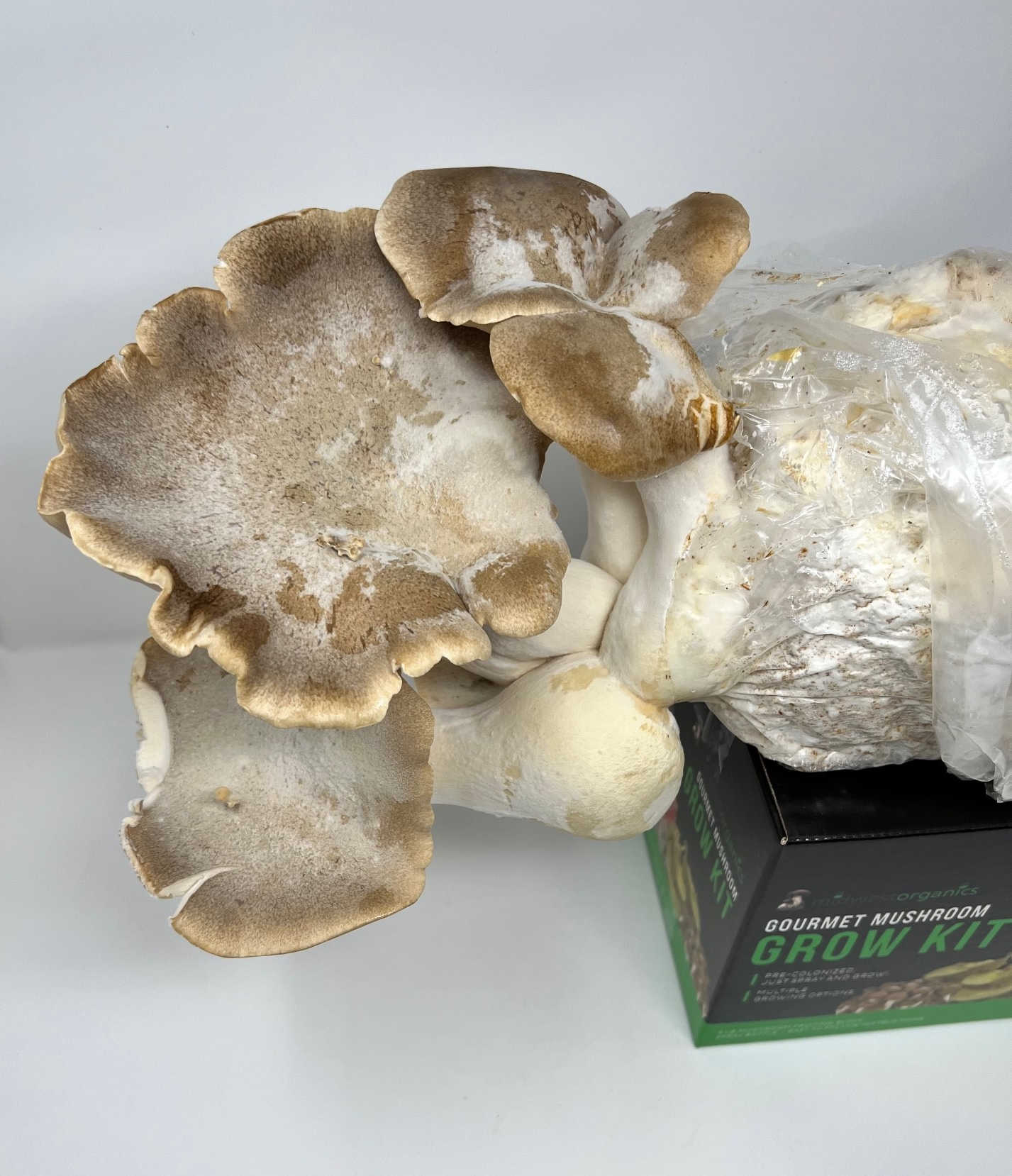 Premium Midwest Grow Kits - 5lb King Trumpet & Oyster Mushroom Growing Kit | Organic Mushroom Cultivation | Indoor Gardening, Gourmet Cooking & Home Farming Supplies