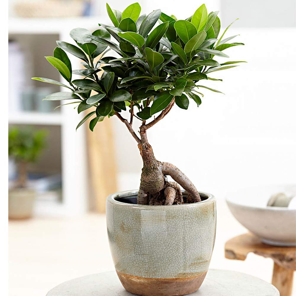 Ficus Ginseng Bonsai Tree - 4 Year Old Live Plant in 6
