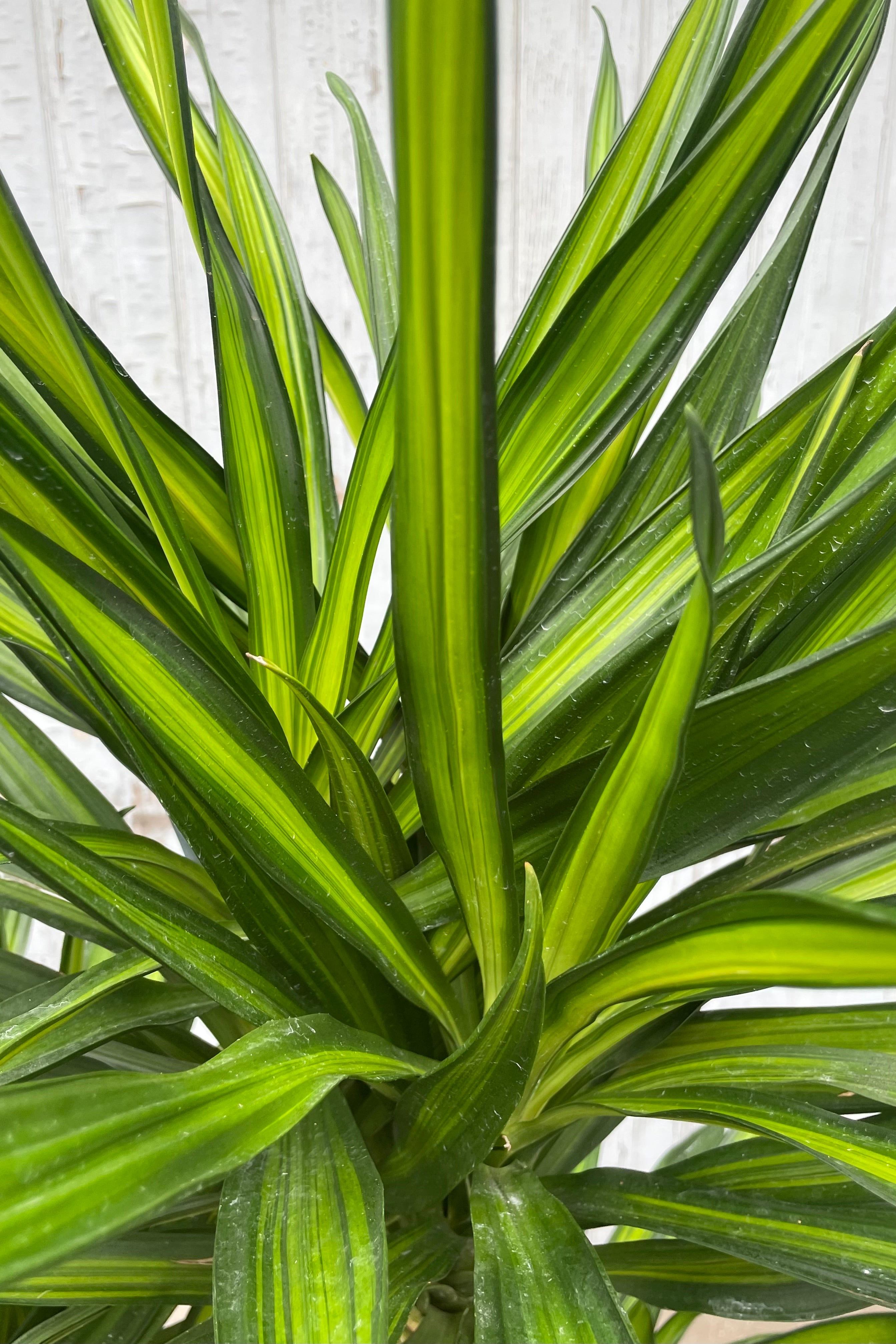 Dracaena deremensis 'Rikki' #3 Cane - Low Light Indoor House Plant for Home & Office Decor - Perfect for Living Room, Bedroom, and Workspace