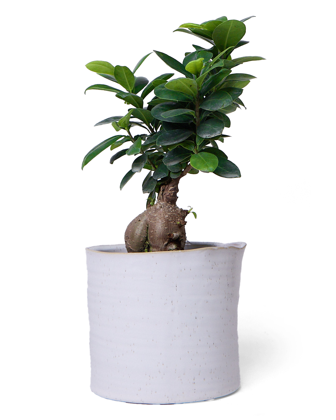 Channa Ceramic Planter Pot - Modern Flower Pots for Indoor Plants, Succulents & Home Decor | Perfect for Living Room, Office & Garden Decorations