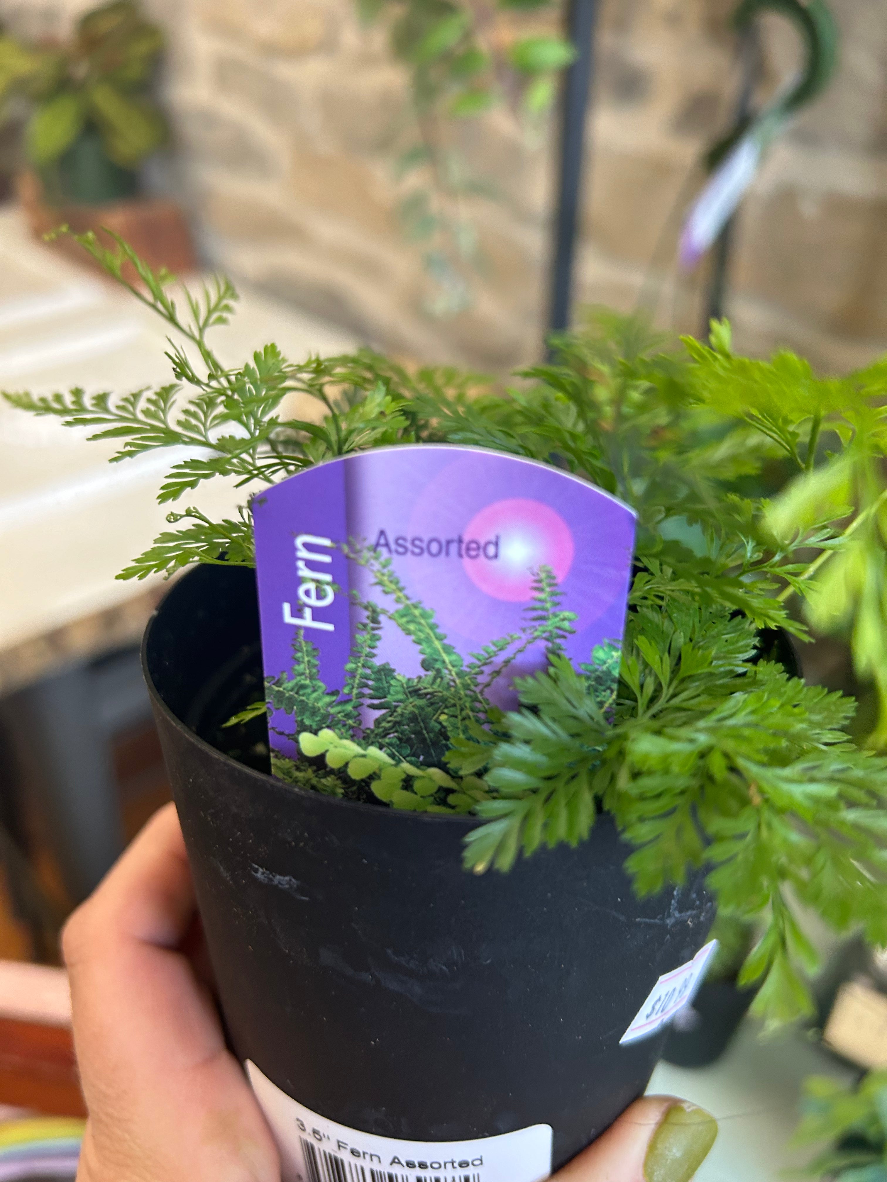Fern 3 - Realistic Artificial Fern Plant for Home & Office Decor - Perfect for Living Room, Bedroom, and Indoor Spaces