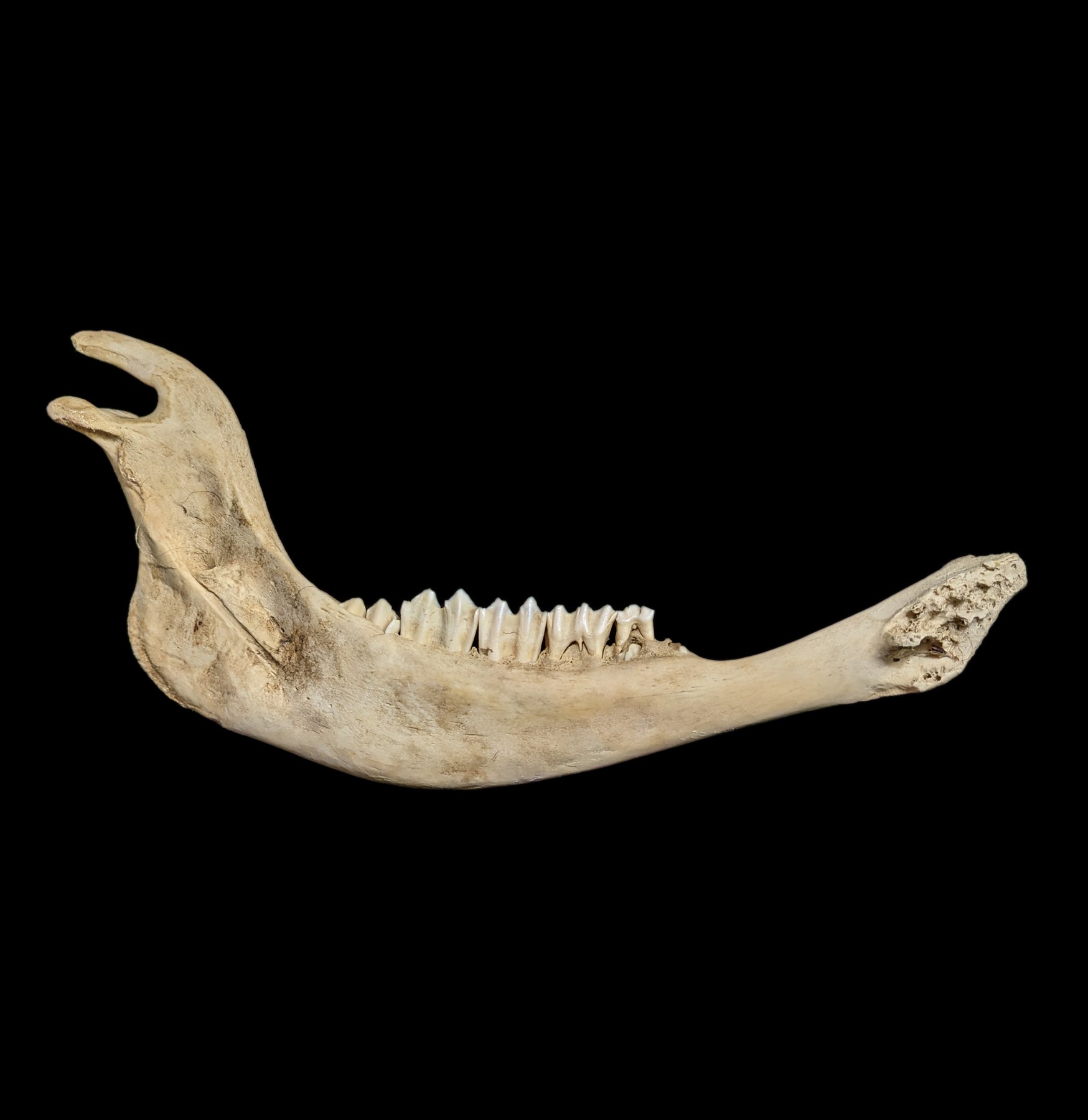 Bison Jaw Bone - Authentic Natural Specimen for Collectors, Education & Home Decor | Perfect for Science Projects, Cabin Decor & Taxidermy