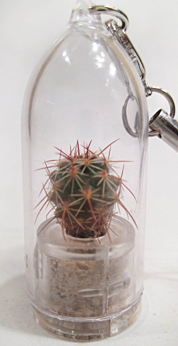 Live Cacti Plant Necklace - Palms Terrarium Flower Pendant with 17