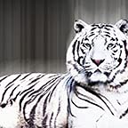 White Tiger