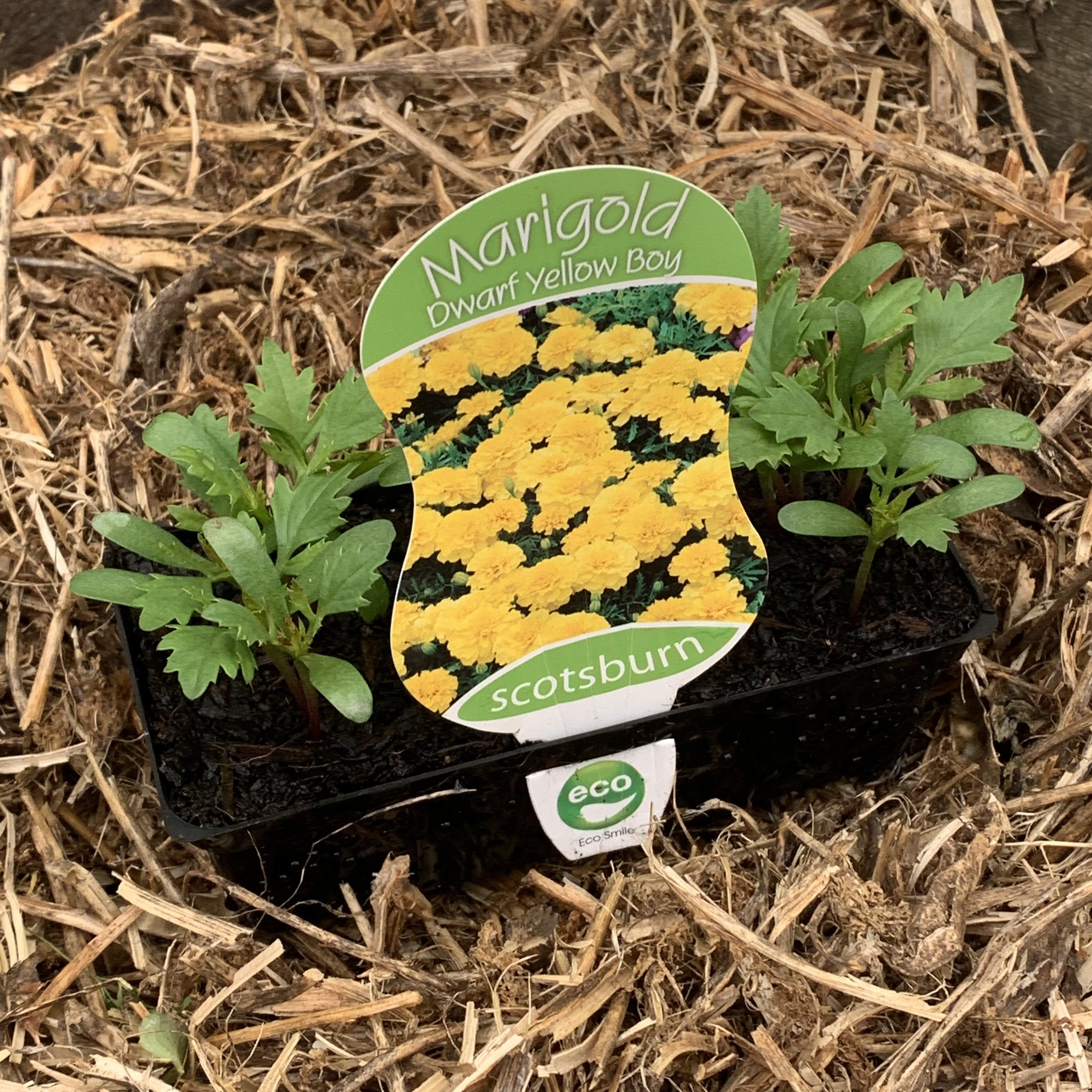 Dwarf Yellow Boy Marigold Seeds - Bright Yellow Flowers for Garden Beds, Borders & Containers | Perfect for Pollinator Gardens & Outdoor Decor
