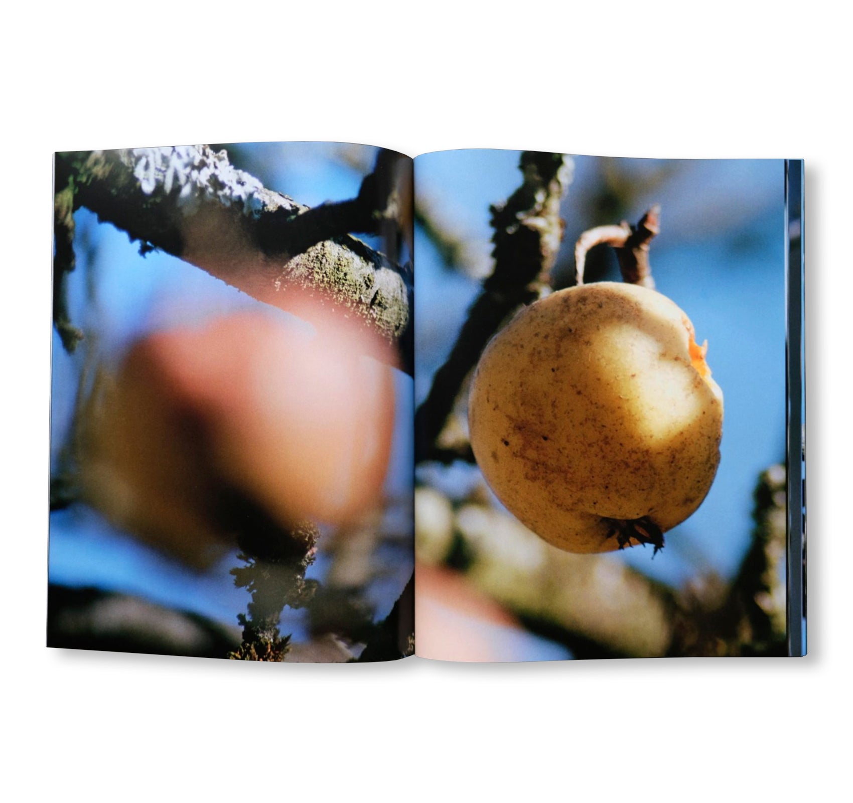 ONLY APPLES by Brigham Baker - Fresh Organic Apples for Healthy Snacks, Baking & Gift Baskets