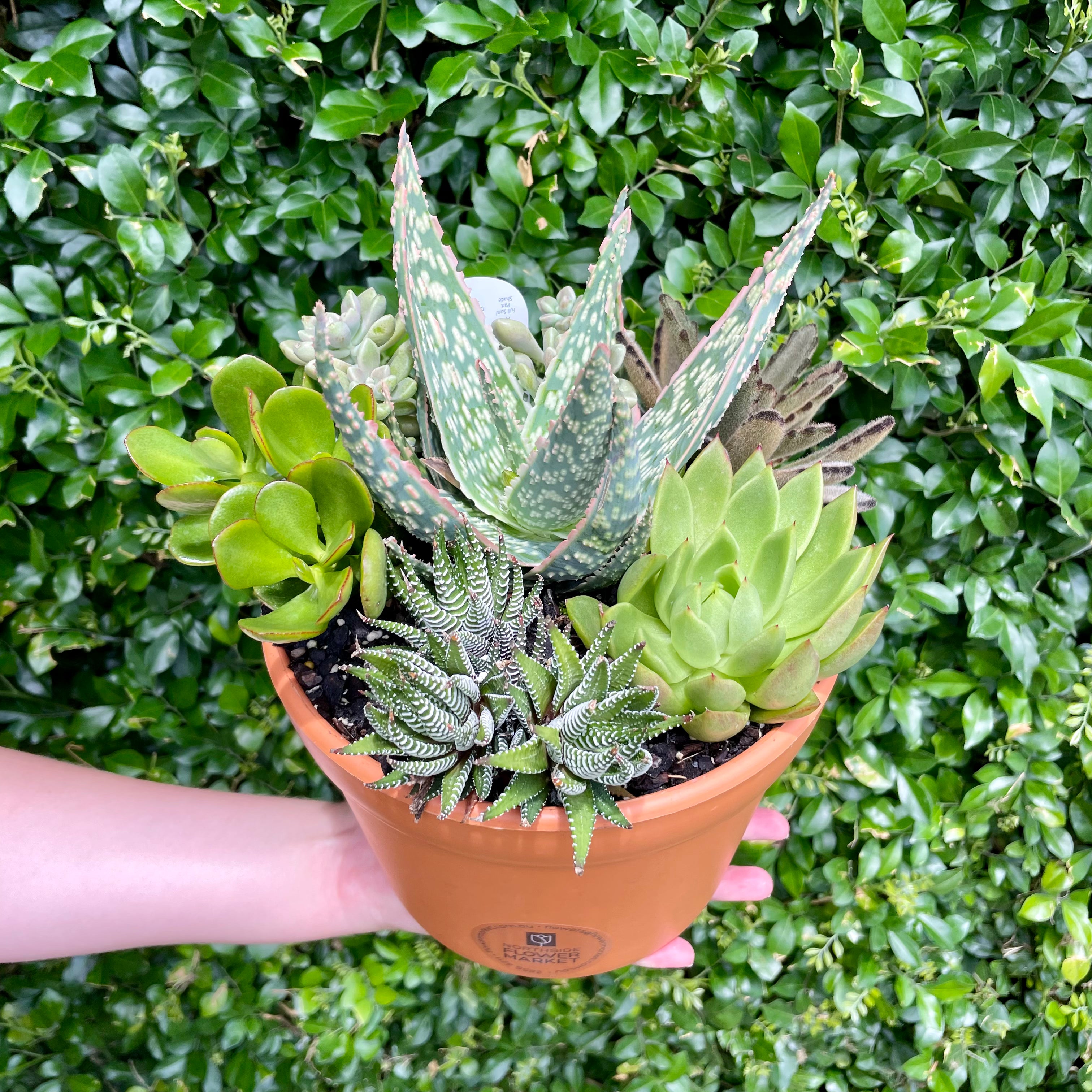 Beautiful Succulent Bowl Planter - Perfect for Home Decor, Office Desk, and Garden Centerpieces | Handmade Ceramic Pot for Indoor Plants