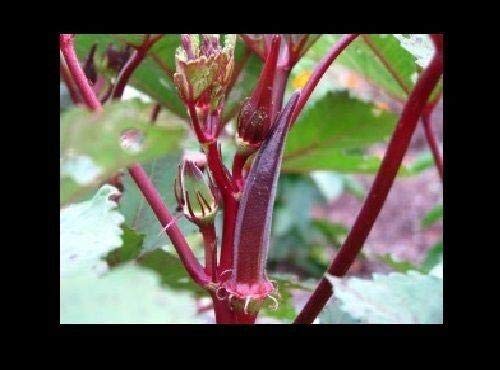 Organic Red Burgundy Okra Seeds (50 Count) - Non-GMO Heirloom Vegetable Seeds for Planting, Rare Delicious Okra with Beautiful Color | Perfect for Home Garden, Farm, and Culinary Use
