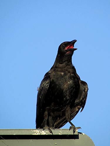 20x30 Inch Laminated Summer Raven Bird Poster - Vibrant Colors & HD Imagery - Perfect for Home Decor, Living Room, Bedroom & Office Wall Art - Fits Standard Frames