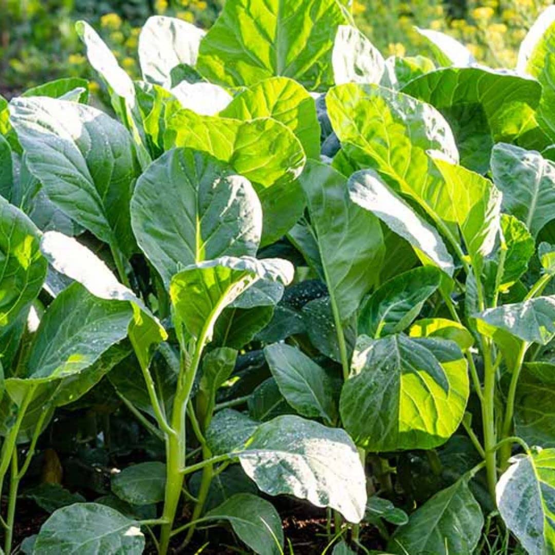 Chinese Broccoli Seeds - 1000 Open Pollinated Kai Lan/Gai Lan (Brassica Alboglabra) for Home Gardening & Asian Cooking