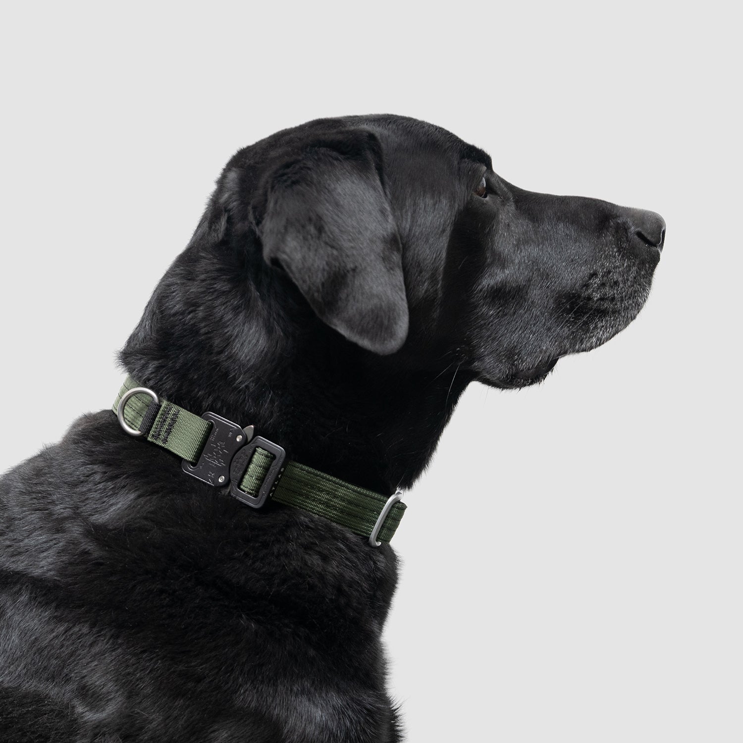Lifetime Pro Collar - Durable Dog Collar with Reflective Stitching for Safety | Perfect for Walking, Training & Outdoor Adventures
