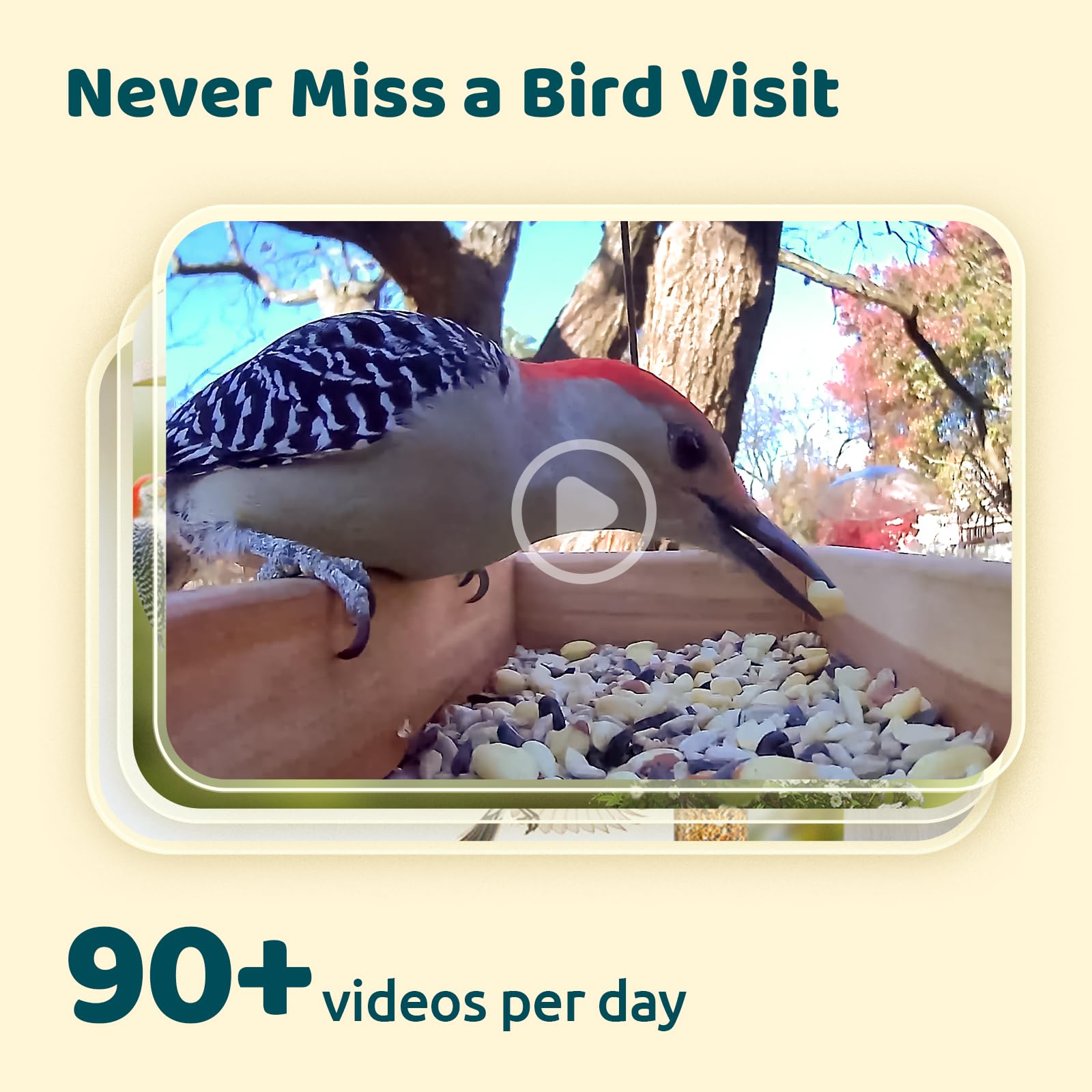 NETVUE by Birdfy Upgraded Smart Bird Feeder Camera with Solar Power - Auto Bird Video Capture, AI Identifies 6000+ Species, Instant Phone Notifications - Perfect for Backyard Bird Watching & Wildlife Monitoring