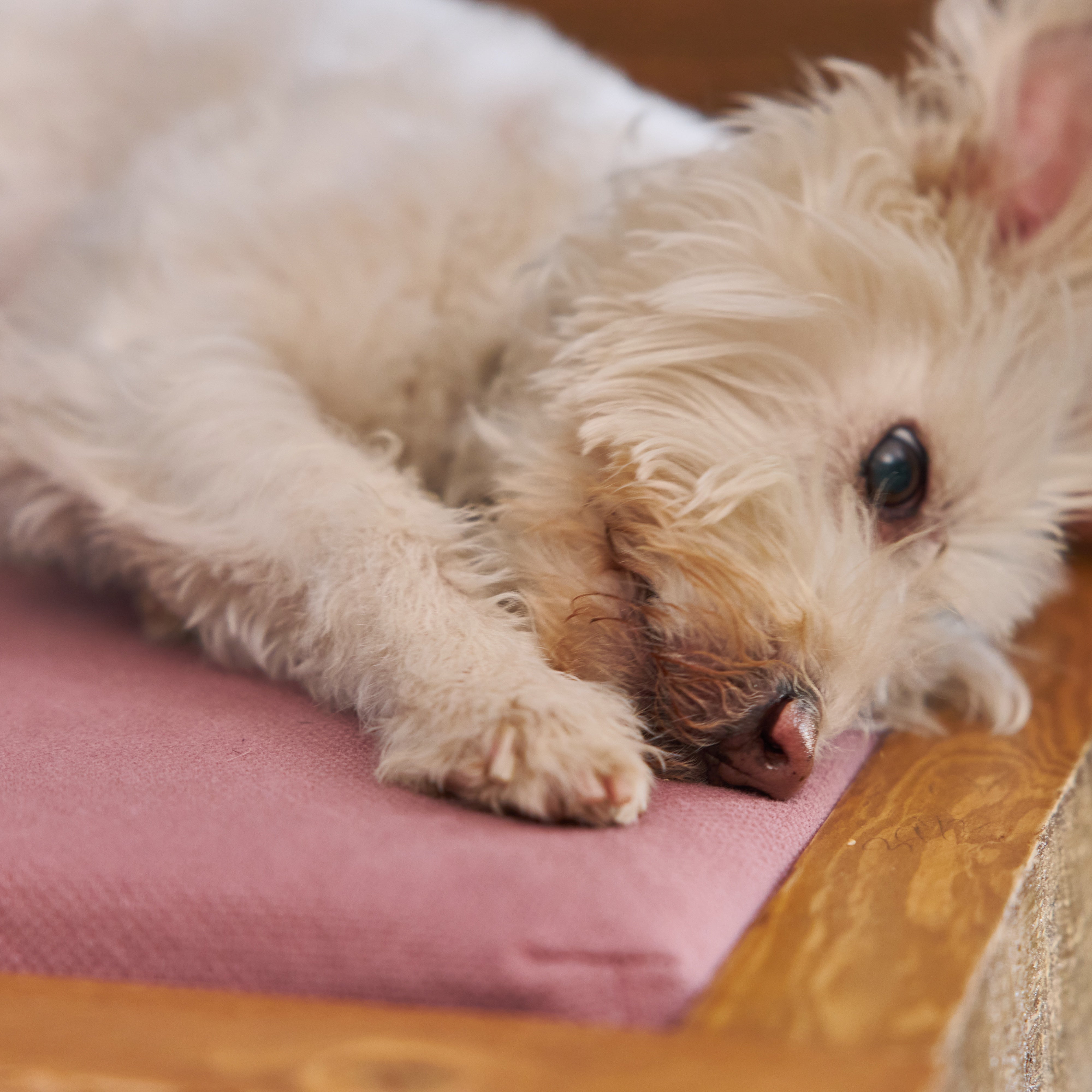 Premium Elevated Dog Bed Frame - Orthopedic Support for Large & Small Dogs - Indoor & Outdoor Use - Perfect for Kennels, Crates, and Home Comfort