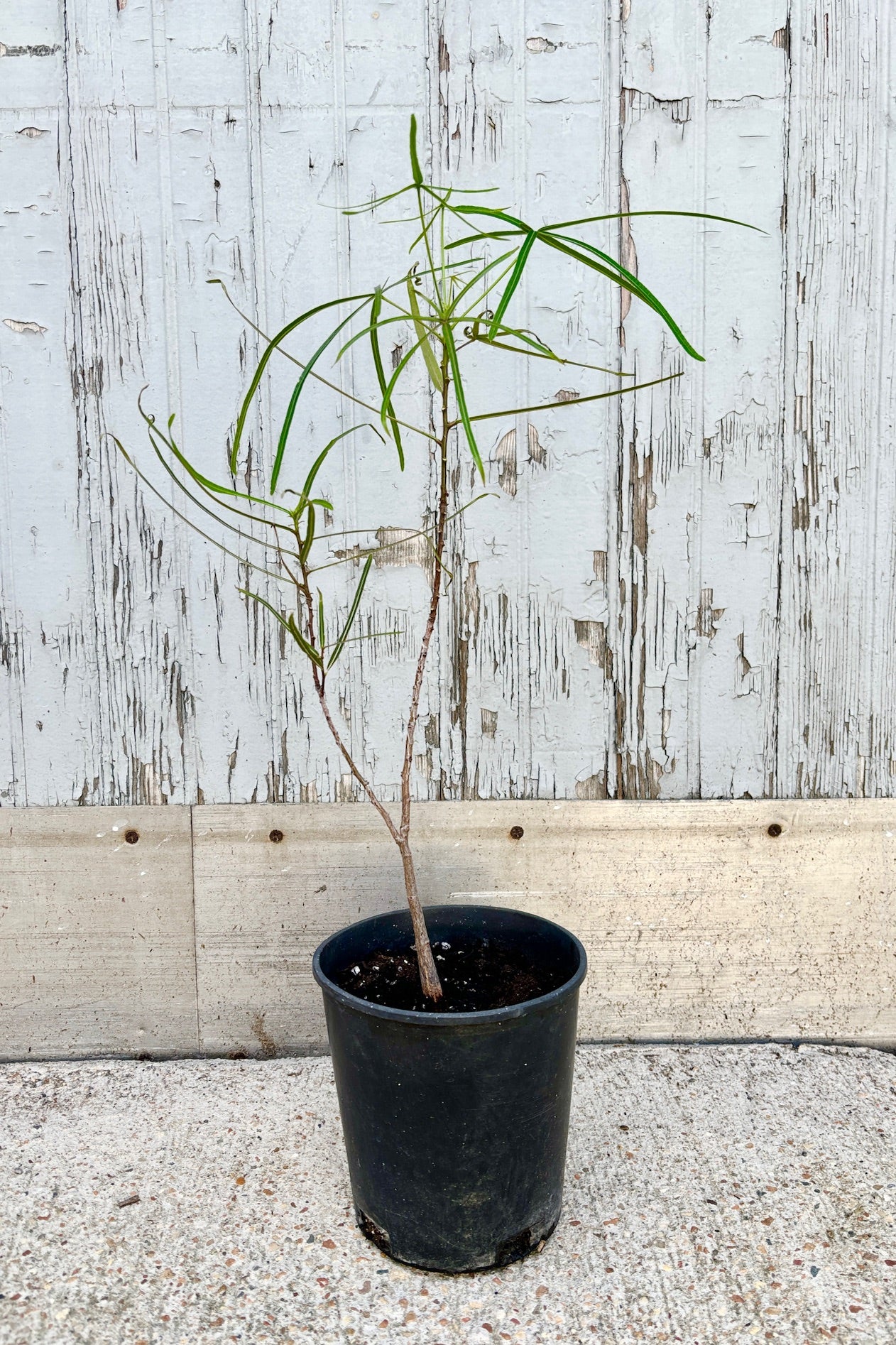 Brachychiton rupestris - Queensland Bottle Tree for Sale | Drought-Tolerant Landscape Plant | Perfect for Xeriscaping & Desert Gardens