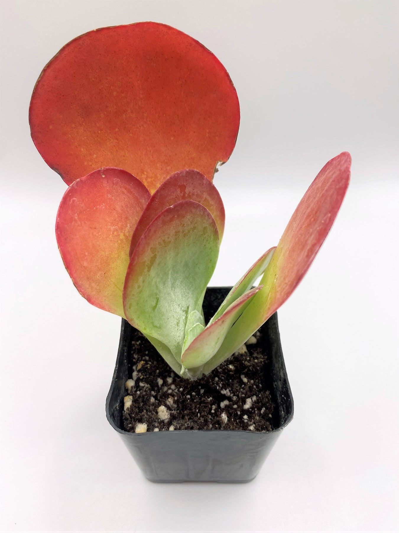 Kalanchoe Thyrsiflora Flapjack Succulent Plant - Rare Paddle Plant for Home & Garden Decor, Indoor Houseplant, Drought-Tolerant Landscaping