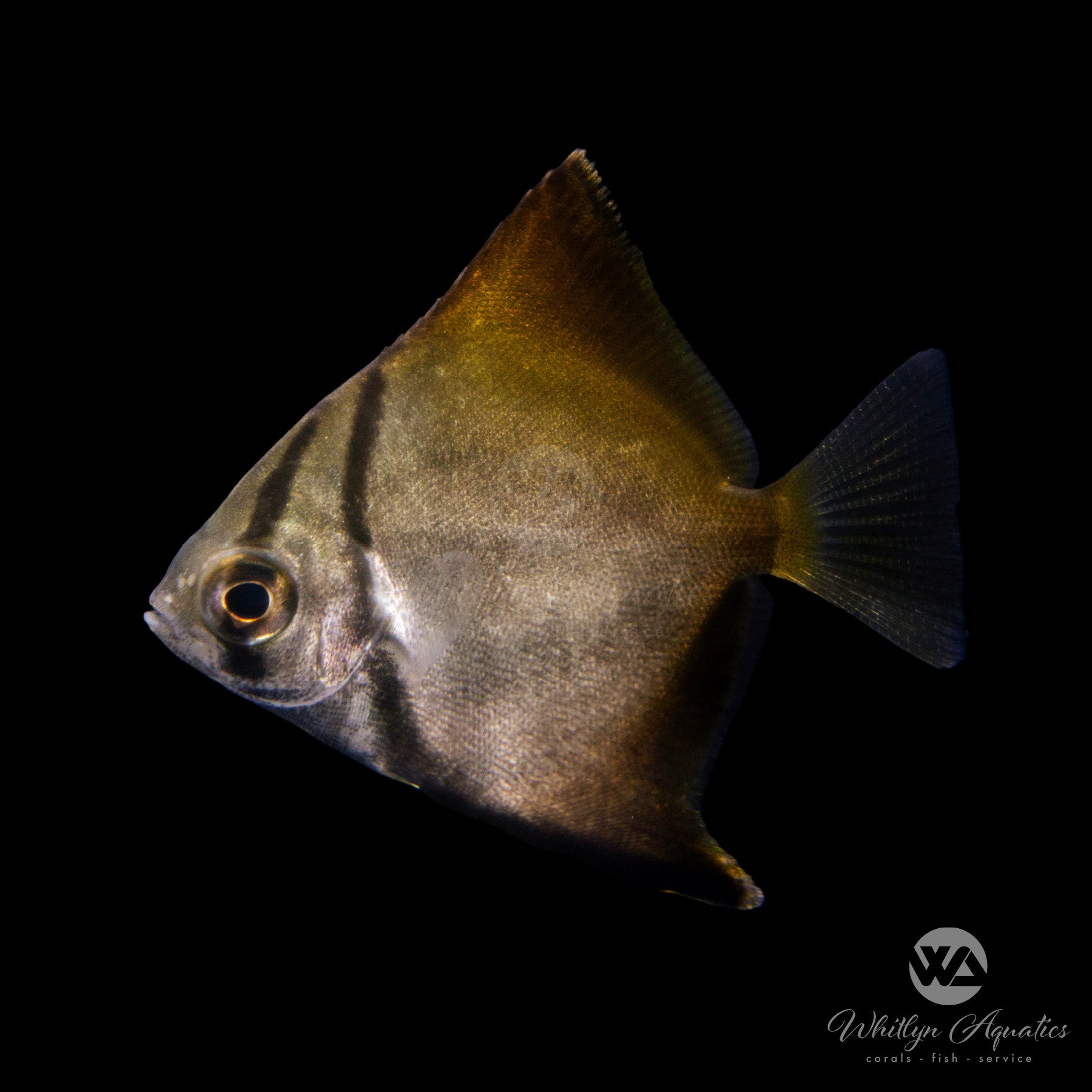 Premium Mono Angel Fish (Monodactylus Argenteus) - Silver Moonfish for Saltwater Aquariums | Perfect for Marine Tanks & Reef Environments