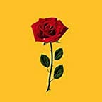 Rose Yellow