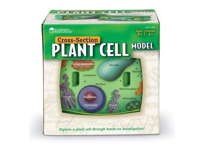 Cross Section Plant Cell Model - Detailed Biology Science Educational Tool for Classroom & Homeschool Learning | Perfect for Students & Teachers