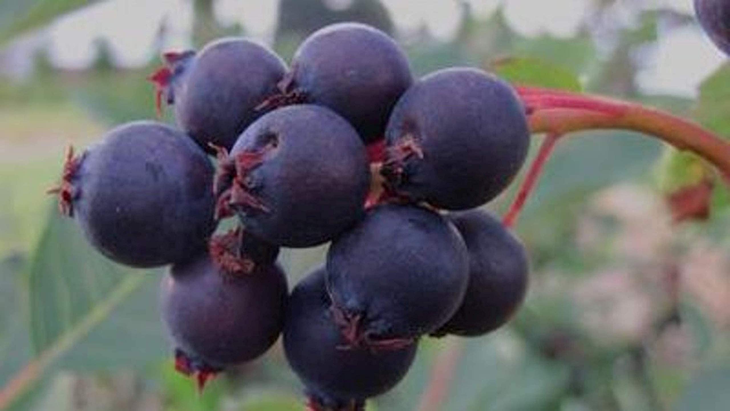 1-2 Year Old Saskatoon Serviceberry (Amelanchier) Bare Root Dormant Plant - Juneberry Shrub for Landscaping, Edible Berries & Wildlife Gardens