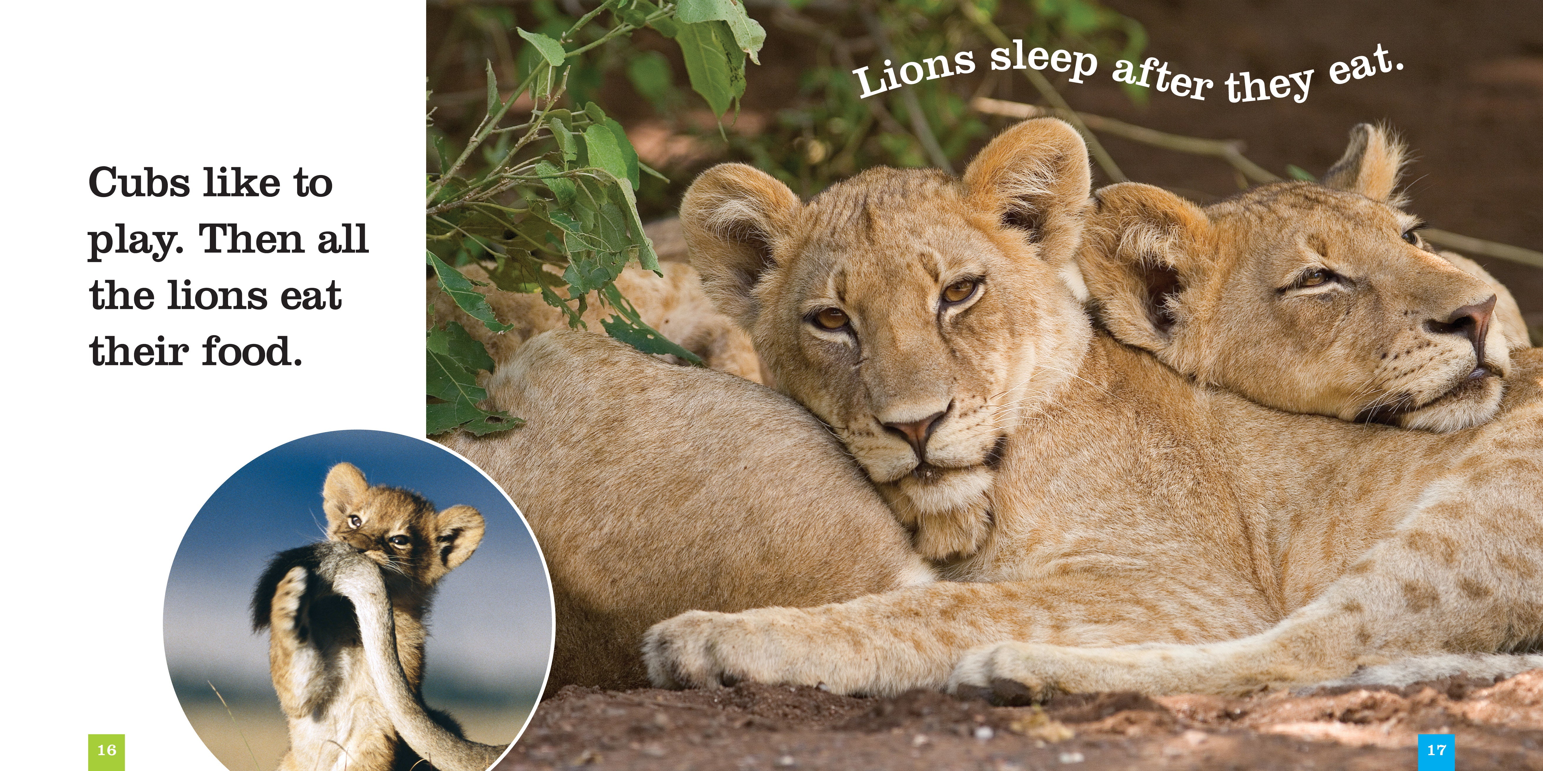 Lions Book 978-1-60818-277-0 - Wildlife Education & Nature Reading for Animal Lovers