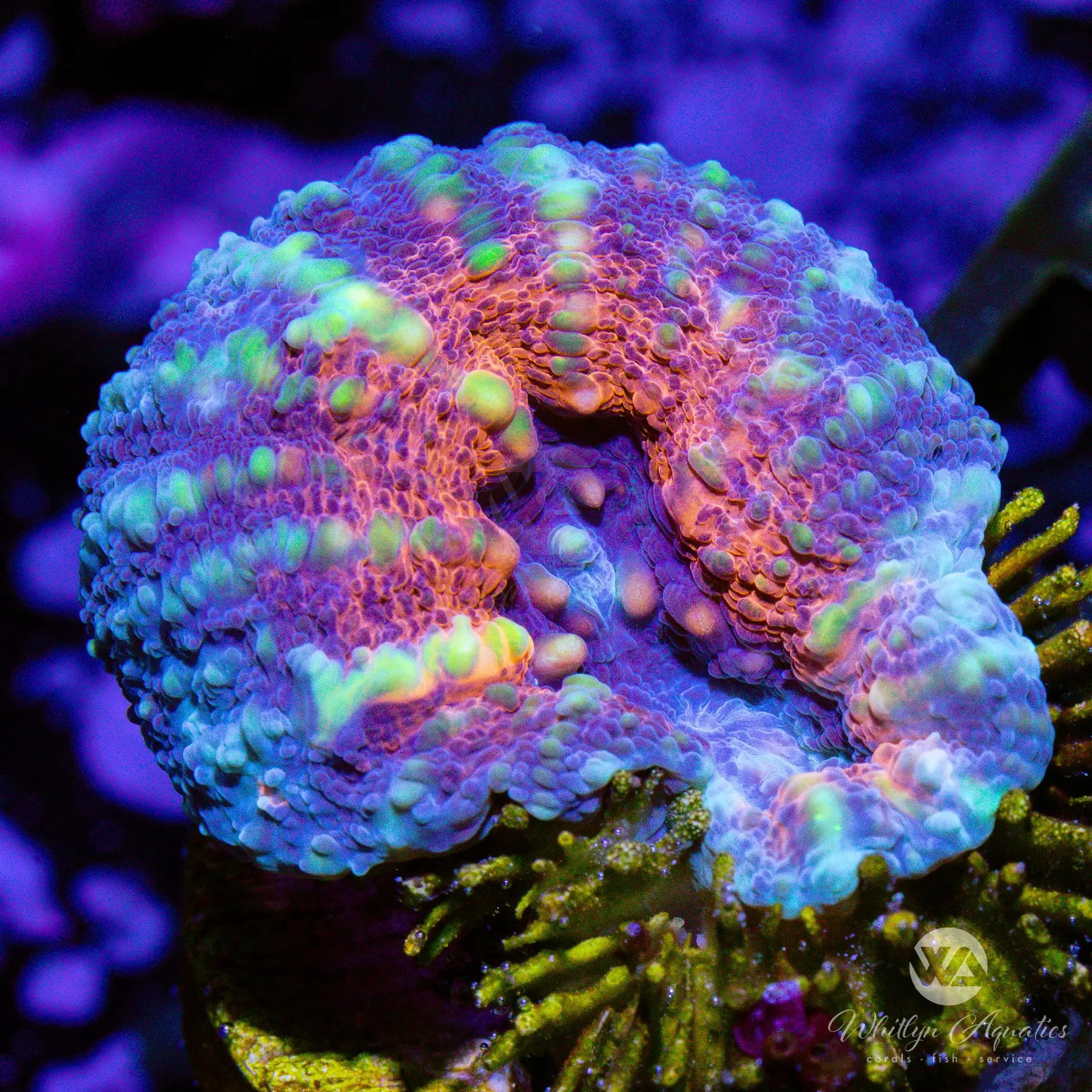 D34 Orange Center Lobo WYSIWYG - Premium Live Coral for Saltwater Aquariums | Perfect for Reef Tanks & Marine Displays | Enhances Aquatic Biodiversity & Tank Aesthetics