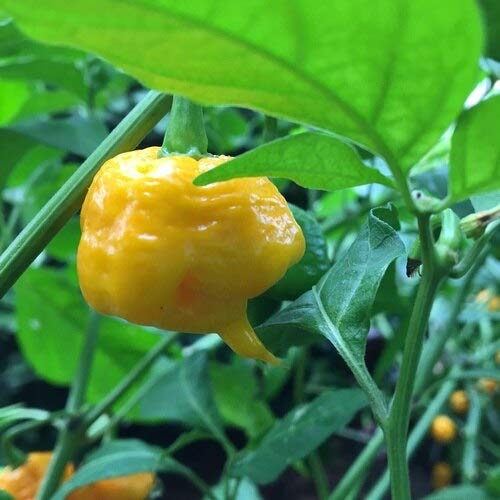 25pcs Carolina Reaper Hot Pepper Seeds - Super Spicy Heirloom Vegetable Seeds for Planting, Gardening & Cooking - Perfect for Home Garden, Hot Sauce & Chili Recipes