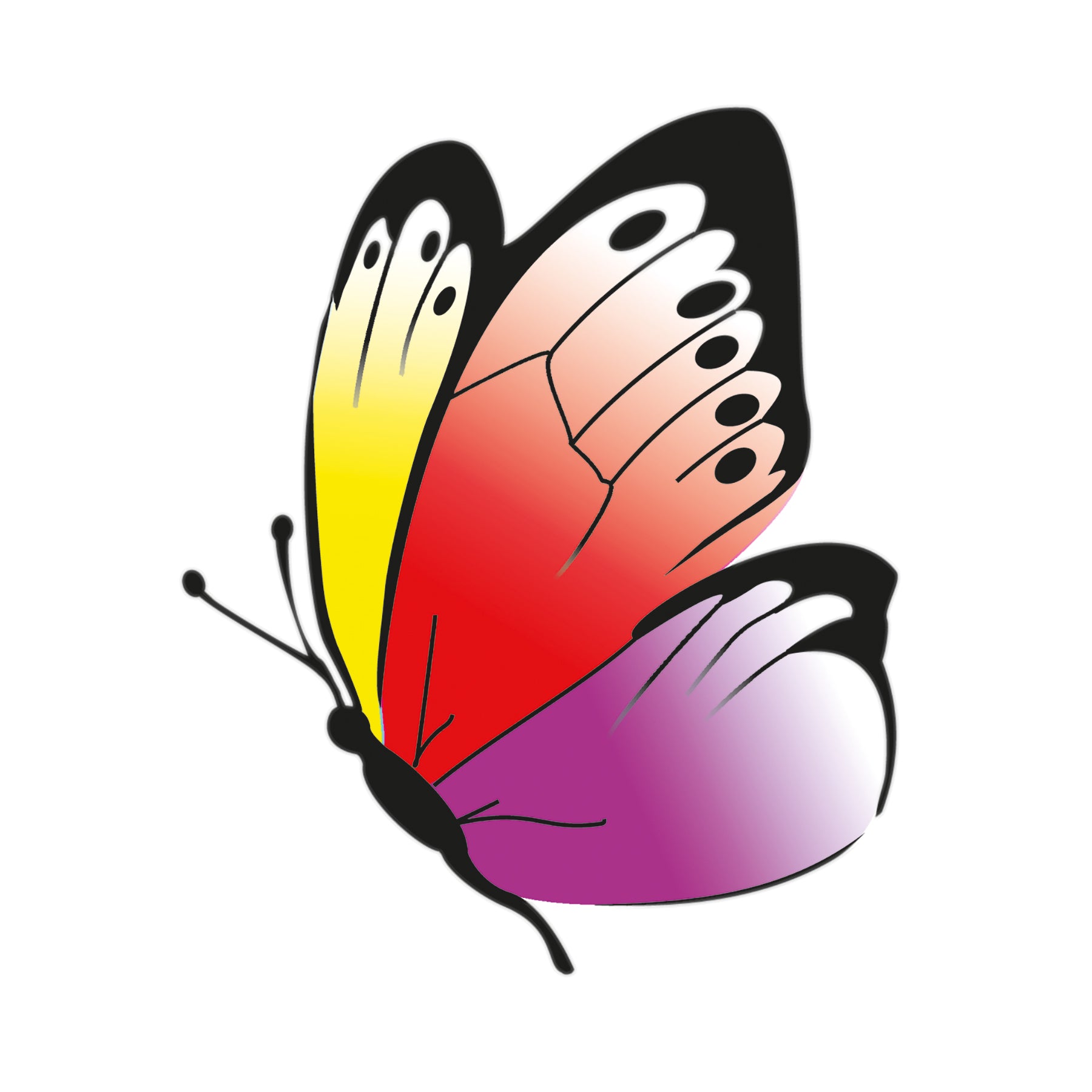 Beleduc Betty Fly Interactive Color Recognition Game for Kids - Fun Learning Toy for Toddlers & Preschoolers - Perfect for Home & Classroom Educational Activities