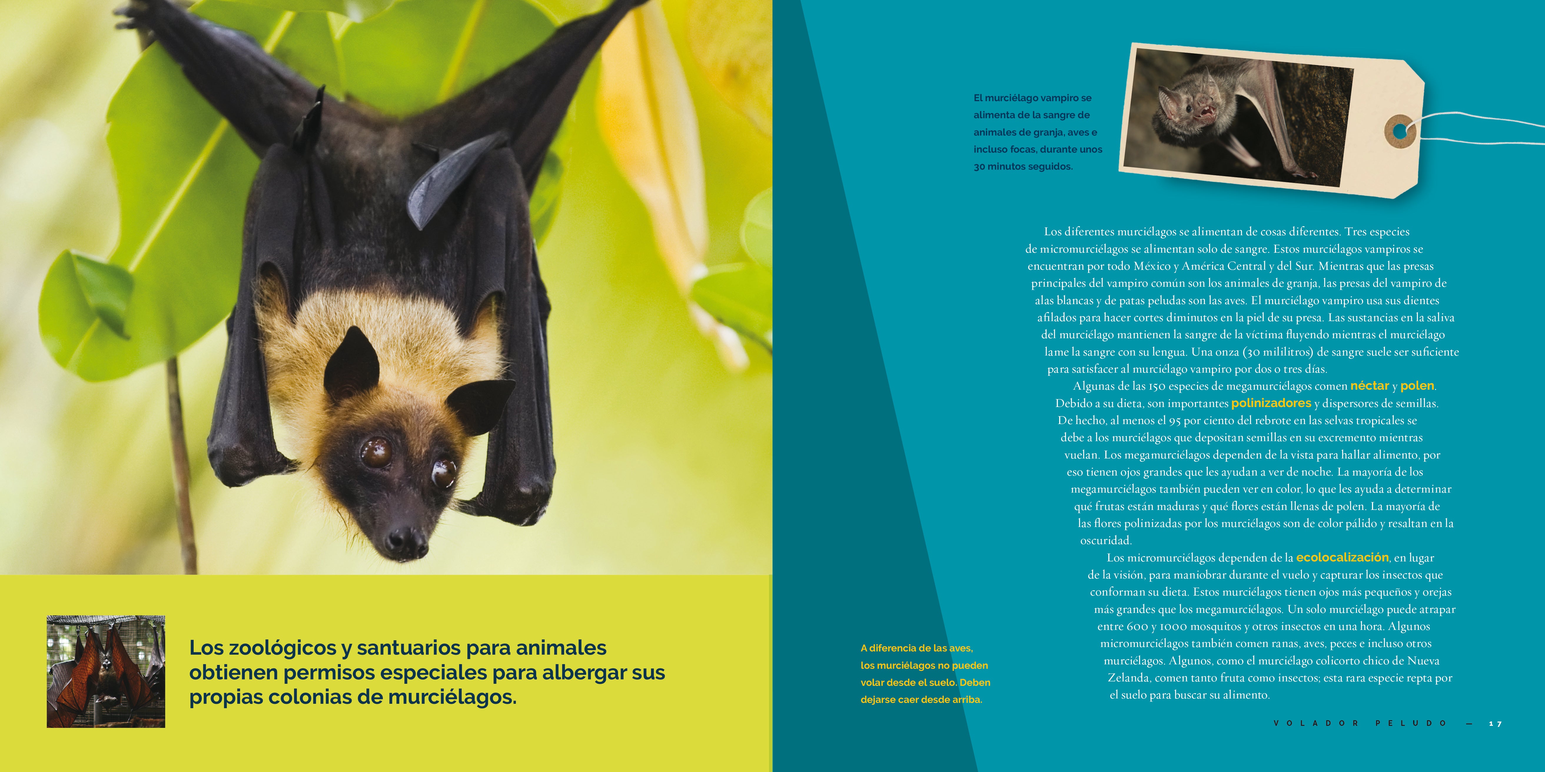 El Murciélago 9781640267367 - Bilingual Children's Book in English and Spanish - Perfect for Storytime and Language Learning