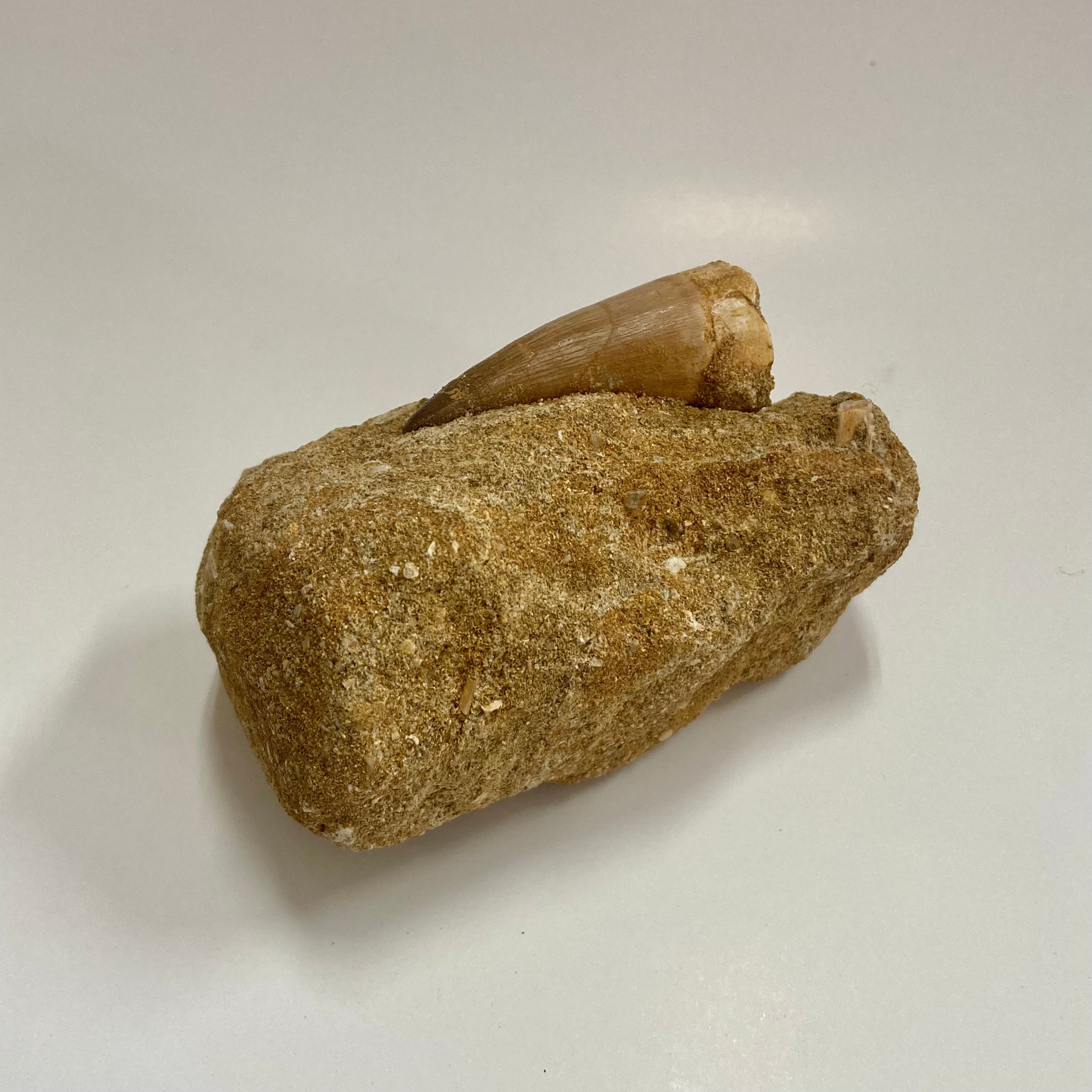 Authentic Mosasaur Tooth Replica - Realistic Dinosaur Fossil Copy for Collectors, Education & Home Decor | Perfect for Science Enthusiasts & Paleontology Displays