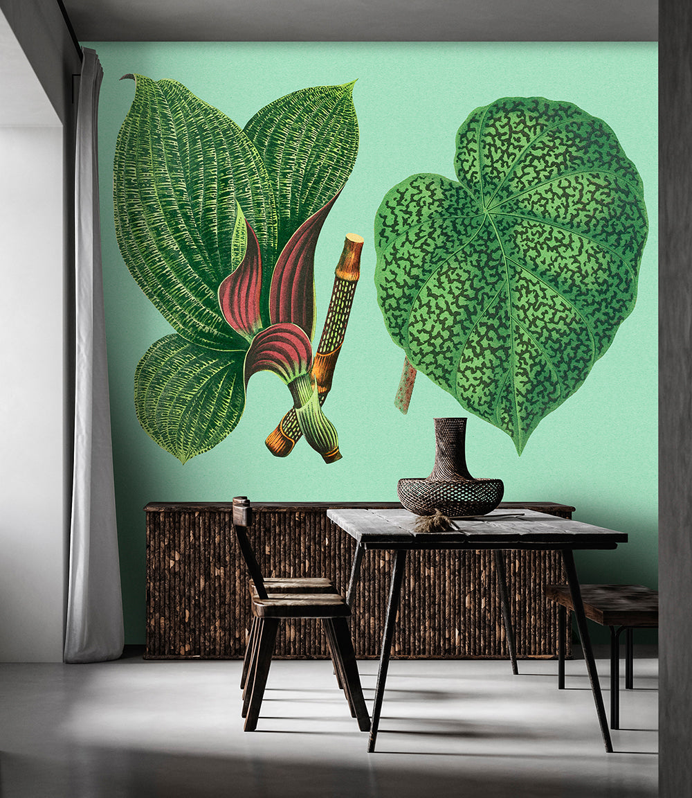 Patel 3-Leaf Garden Caladium Plants - Tropical Foliage for Indoor & Outdoor Decor - Perfect for Home Gardens, Landscaping, and Patio Beautification