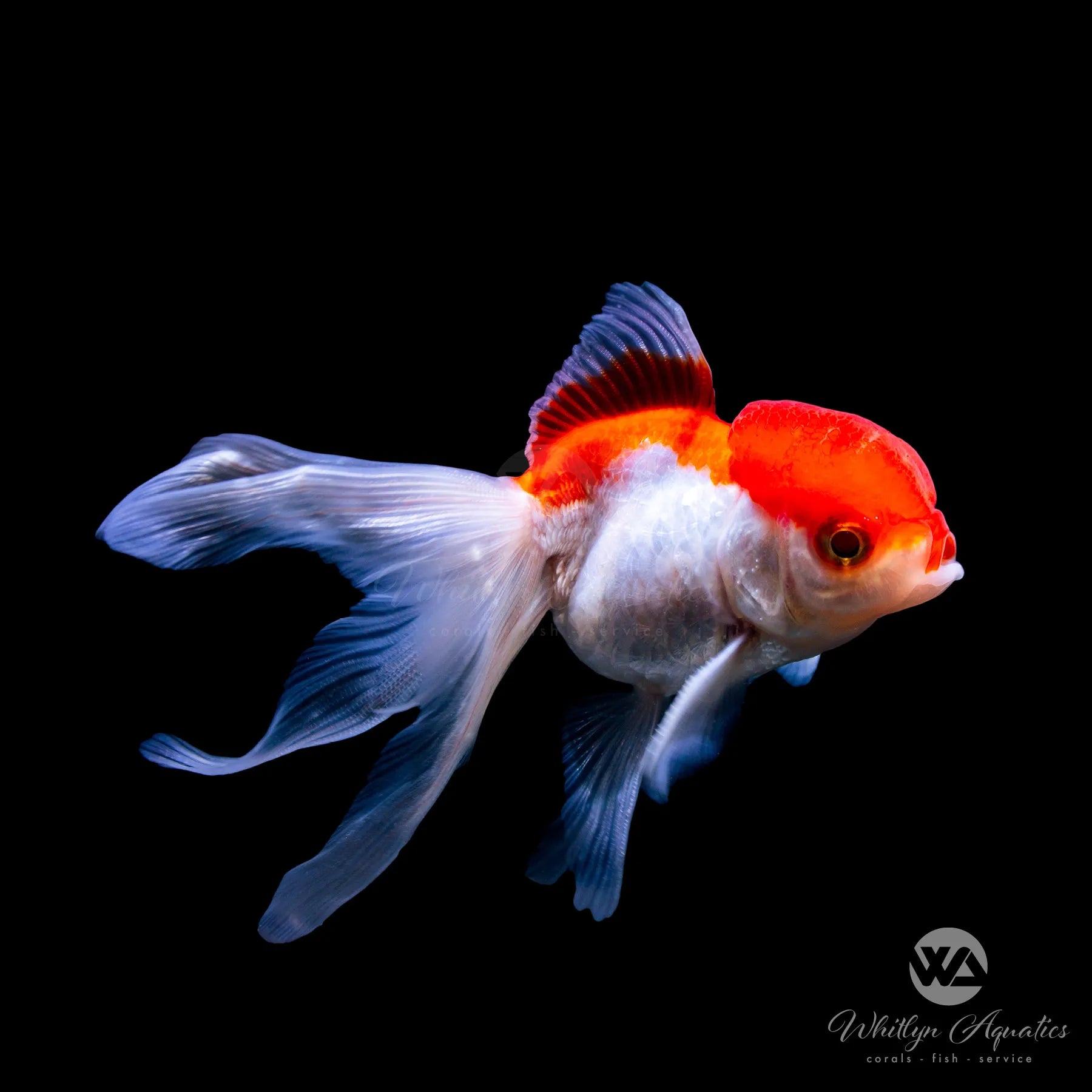 Premium Oranda Goldfish - Assorted Colors for Aquariums & Fish Tanks | Perfect for Home Decor, Office Aquariums & Aquatic Hobbyists