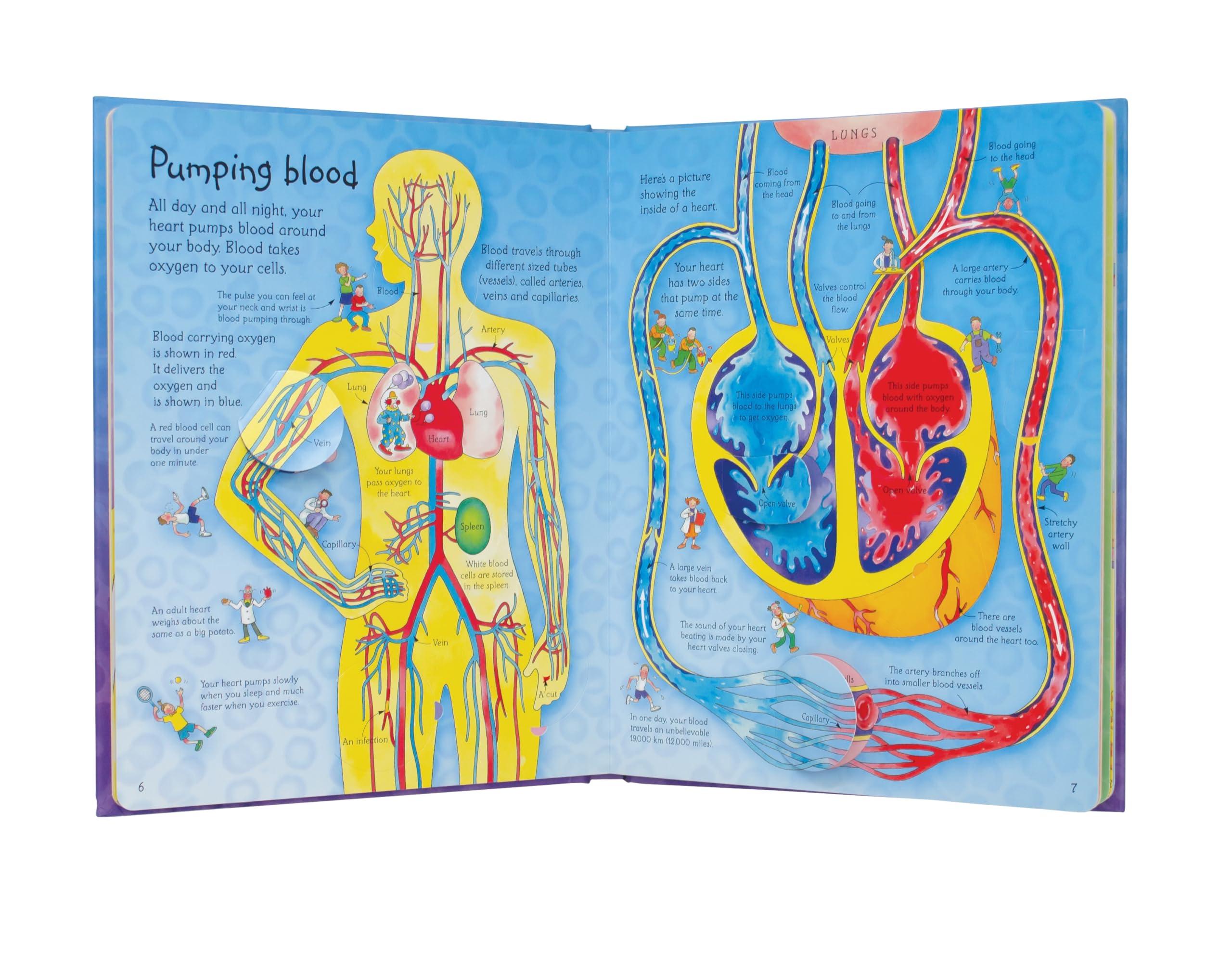 See Inside Your Body - Human Anatomy Book (International Edition) | Perfect for Medical Students, Kids Science Learning & Home Education