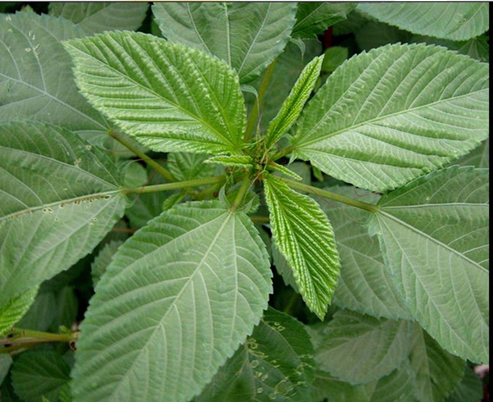 Organic Bangladeshi Jute Seeds (Pat Shak) | Molokhia Egyptian Spinach (NALI Saag Beej) | Non-GMO Heirloom Seeds for Home Gardening, Cooking & Healthy Eating