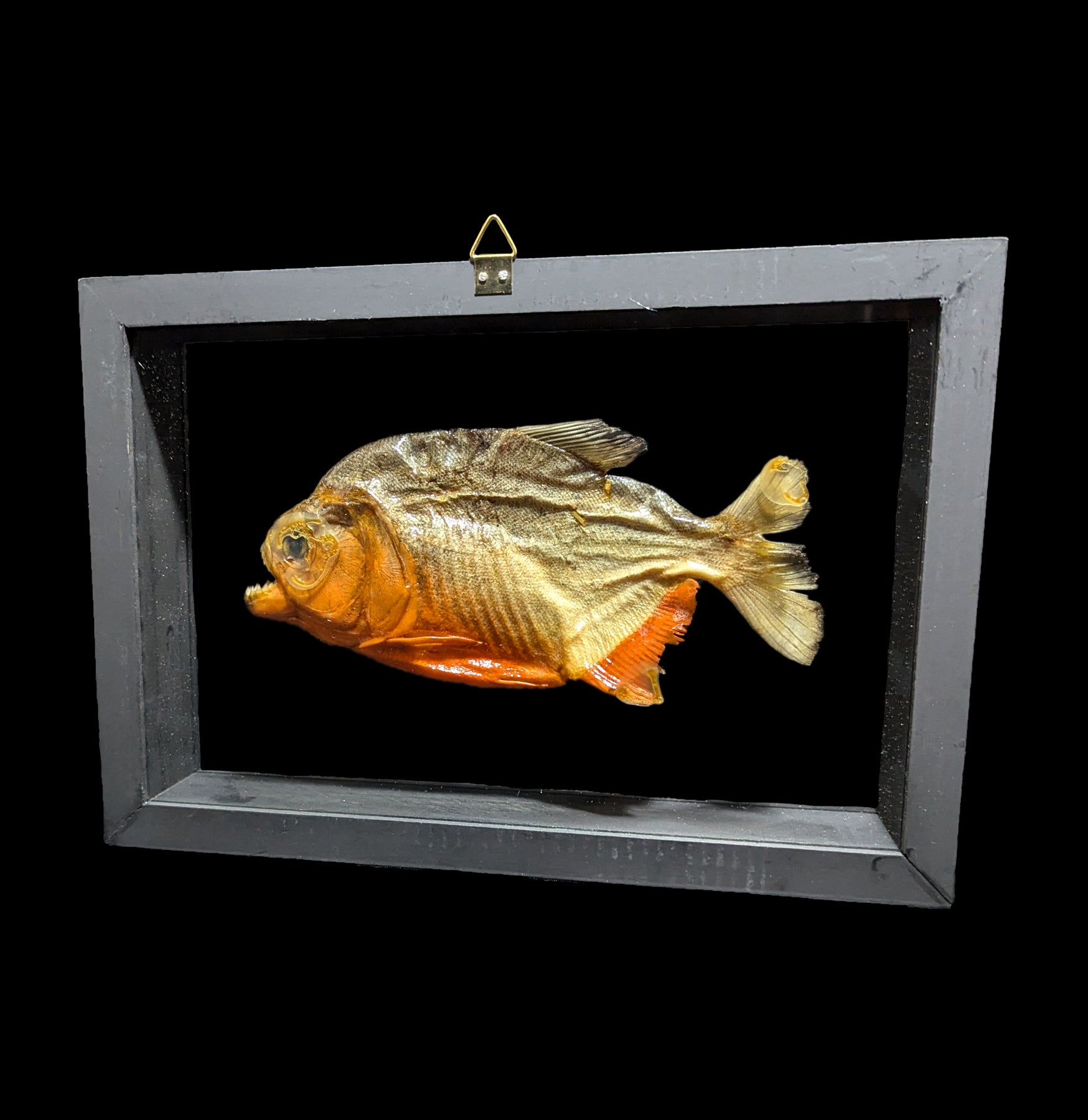Premium Double Glass Framed Piranha Fish Display - Perfect for Home Decor, Office Display & Aquatic Enthusiast Collections