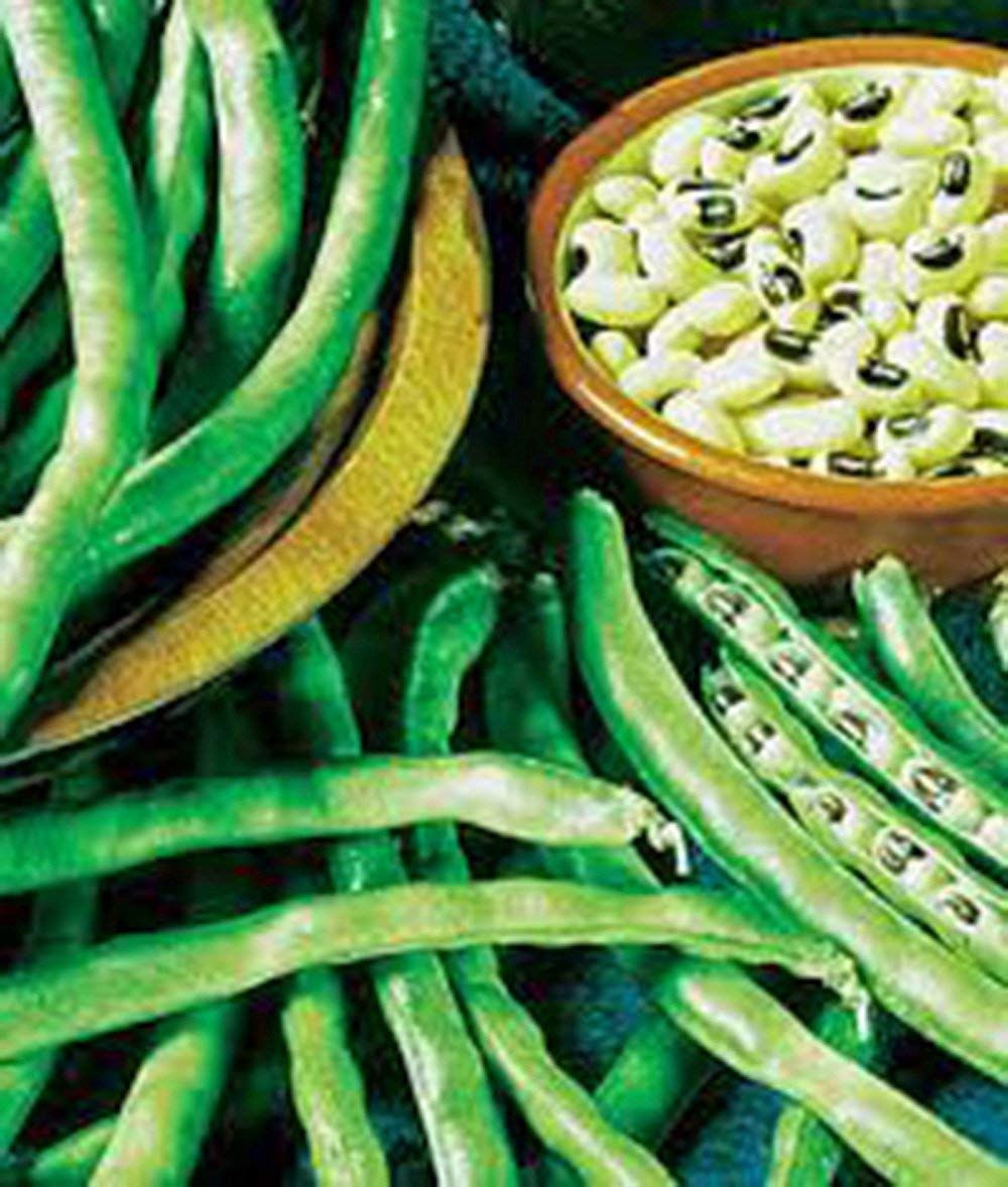 Organic Heirloom California Black Eye Peas Seeds - Non-GMO, 50 Seeds Pack - Perfect for Home Gardening, Cooking & Healthy Recipes - COUNTRY CREEK ACRES