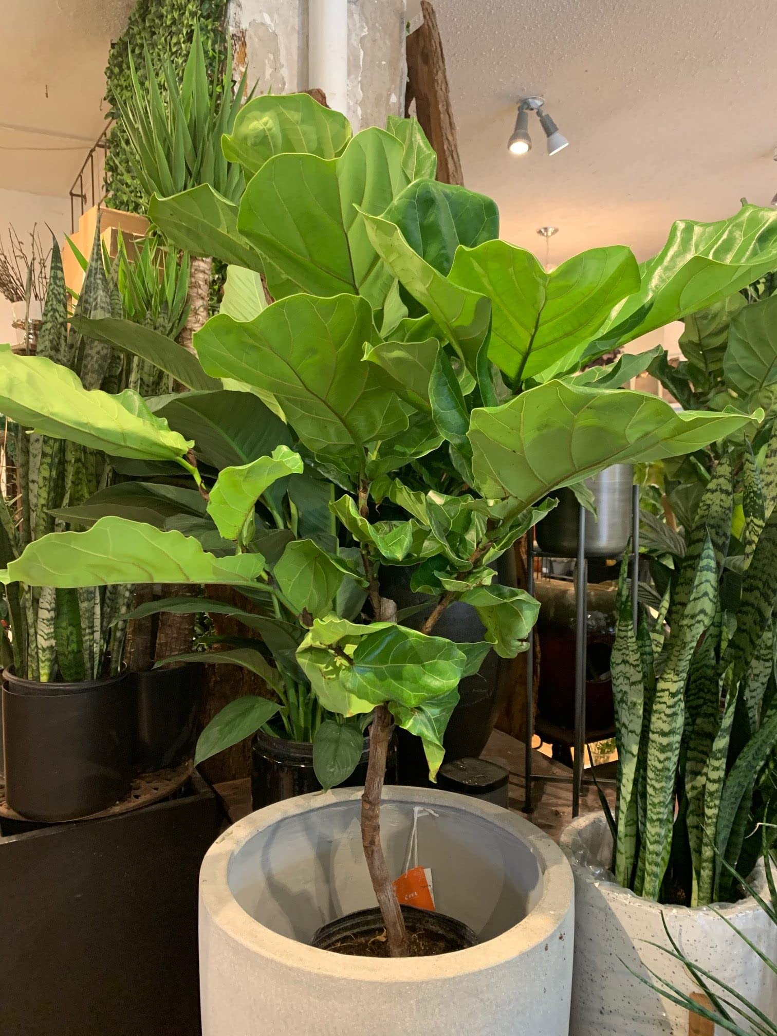 Fiddle Leaf Fig Tree - Live Ficus Lyrata in 10