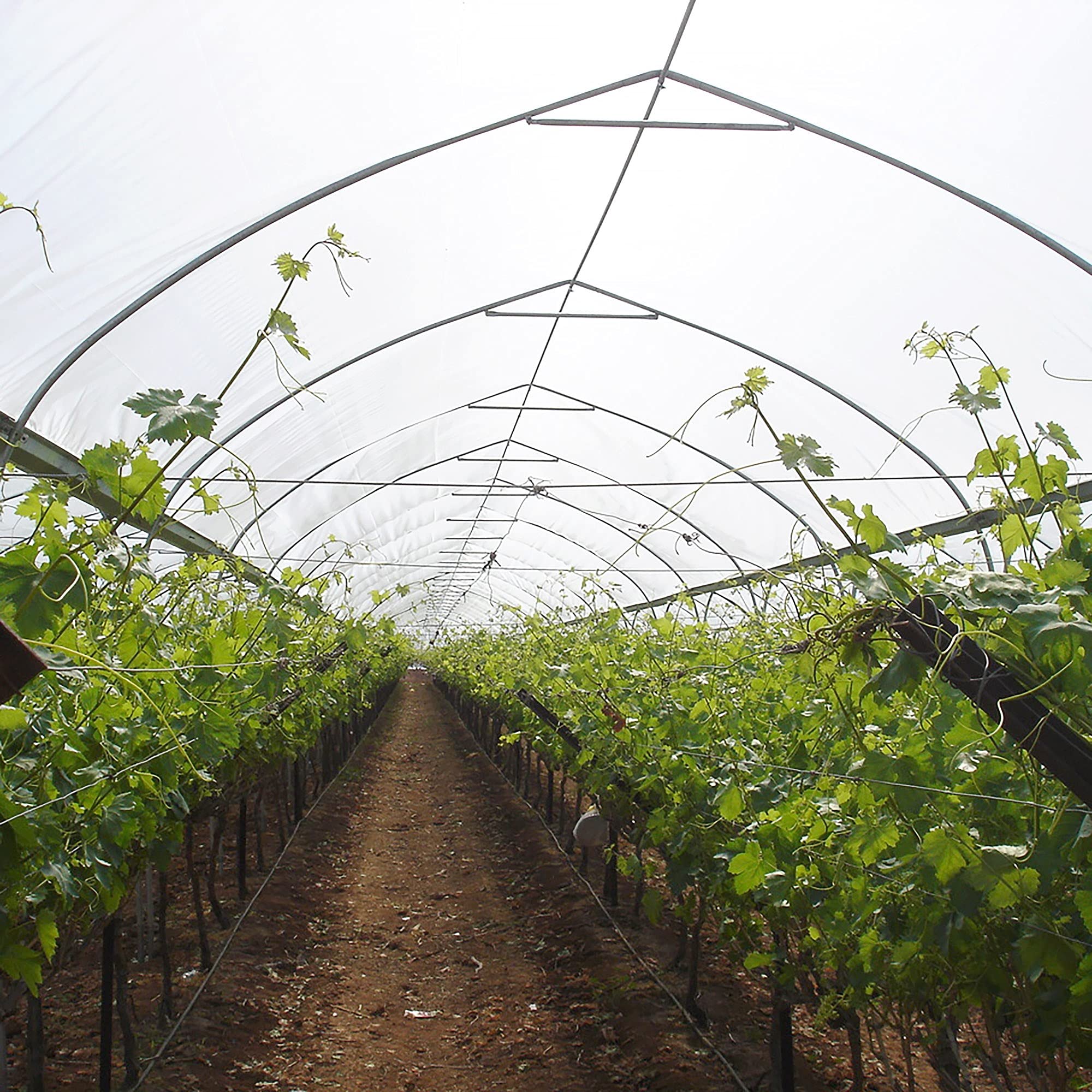 32 ft x 50 ft Clear Greenhouse Plastic Sheeting - 6 Mil Thick UV Resistant Polyethylene Film for Plants | Durable 4-Year Protection for Gardening, Hydroponics & Commercial Greenhouses