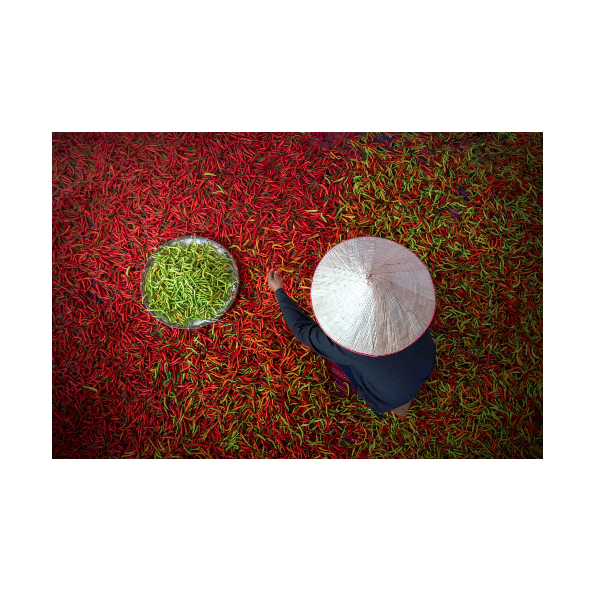 Trademark Fine Art 'Chilli' Canvas Wall Art Print by Sarawut Intarob - Vibrant Kitchen Decor & Modern Home Painting for Dining Room