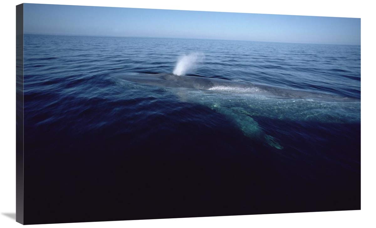 40 Inch Blue Whale Spouting Art Print - Stunning Sea of Cortez Mexico Marine Photography by Flip Nicklin - Perfect for Beach House Decor, Ocean Theme Bedroom & Coastal Living Room Wall Art
