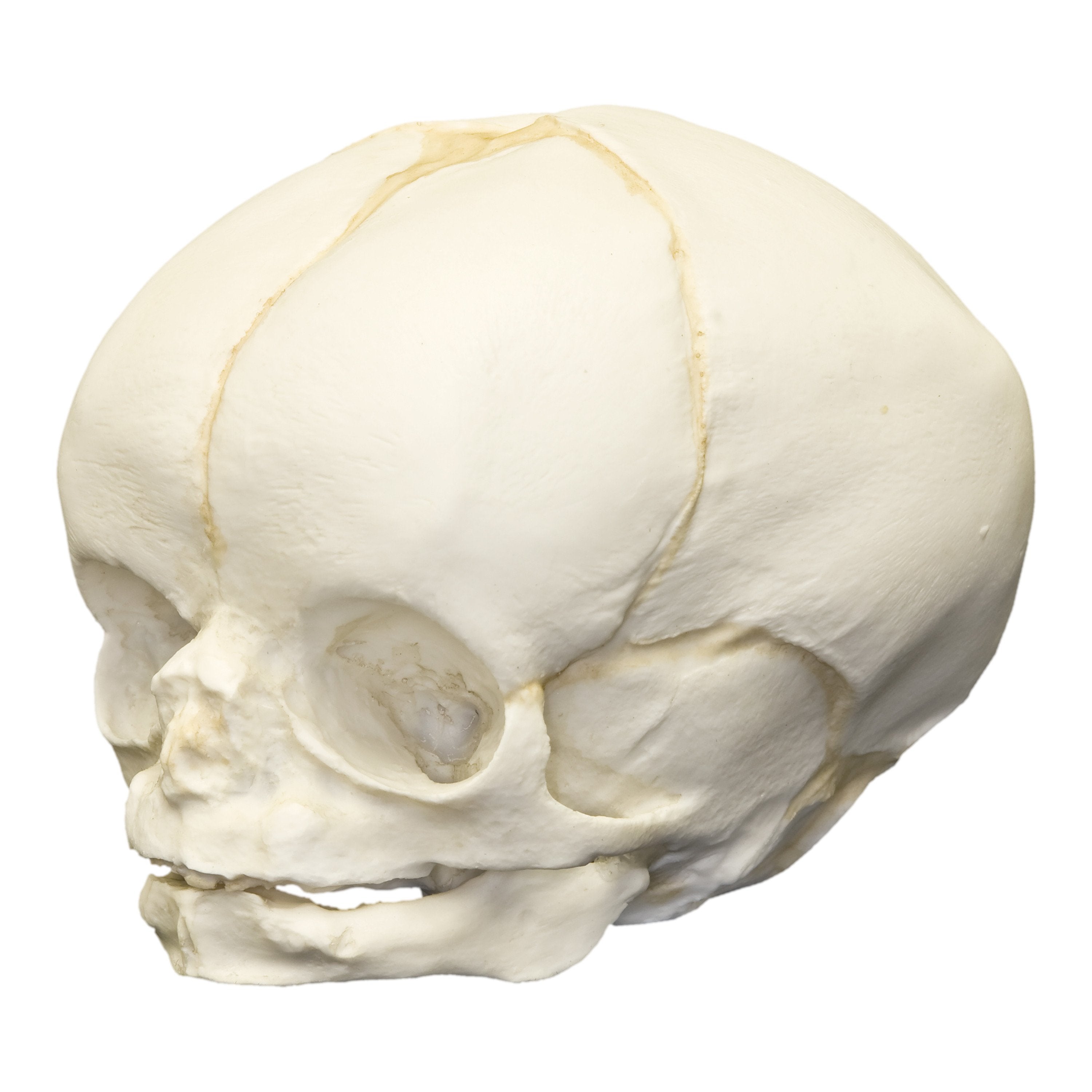 35 Weeks Replica Human Fetal Skull - Anatomical Model for Medical Education, Science Study & Halloween Decor