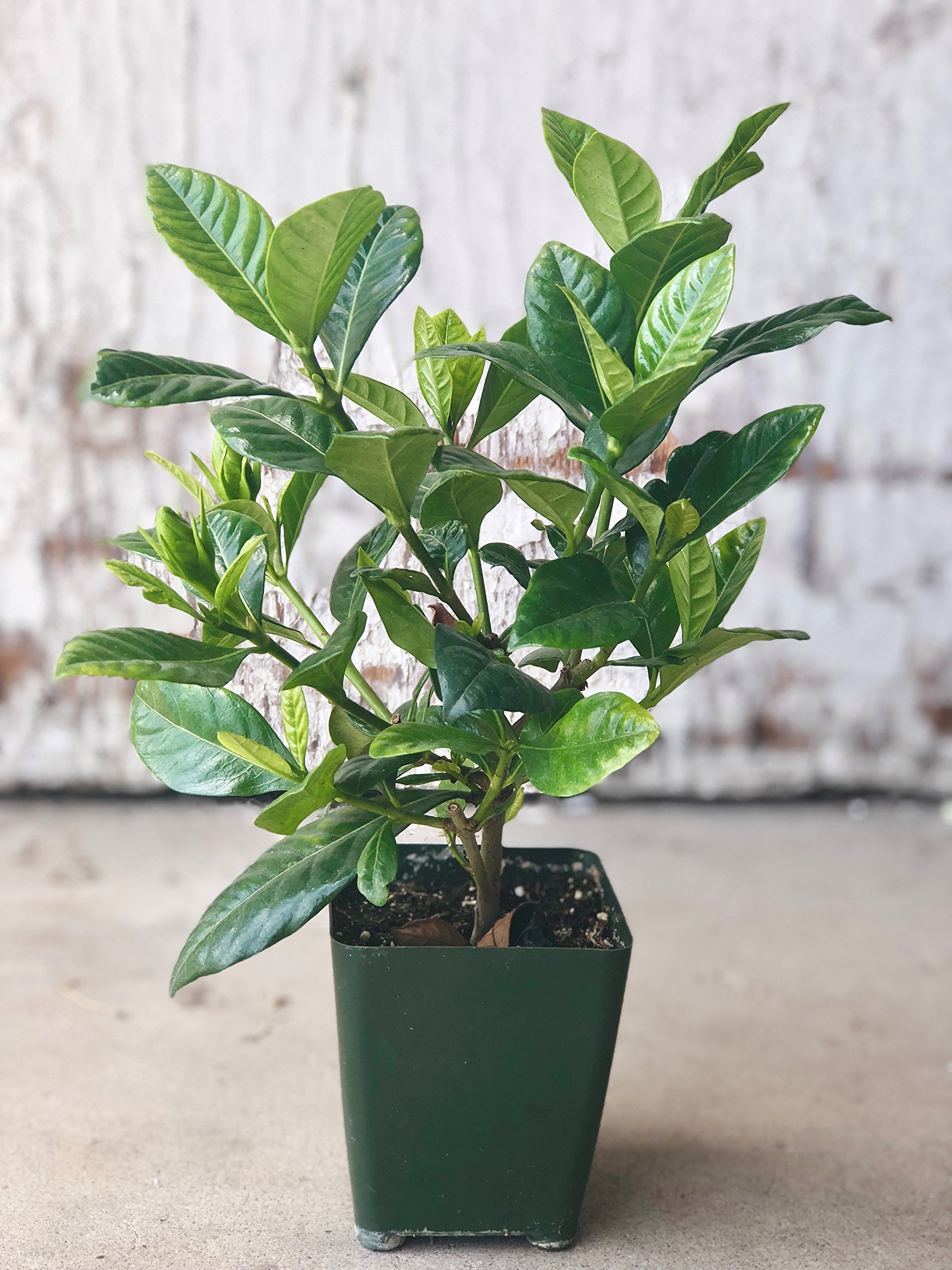 Gardenia Crown Jewel Live Plants (2 Pack) - Easy to Grow, Rooted in Grower's Pots, Fragrant White Flowers for Summer Gardens - Perfect for Outdoor Landscaping, Patio Decor, and Home Gardening