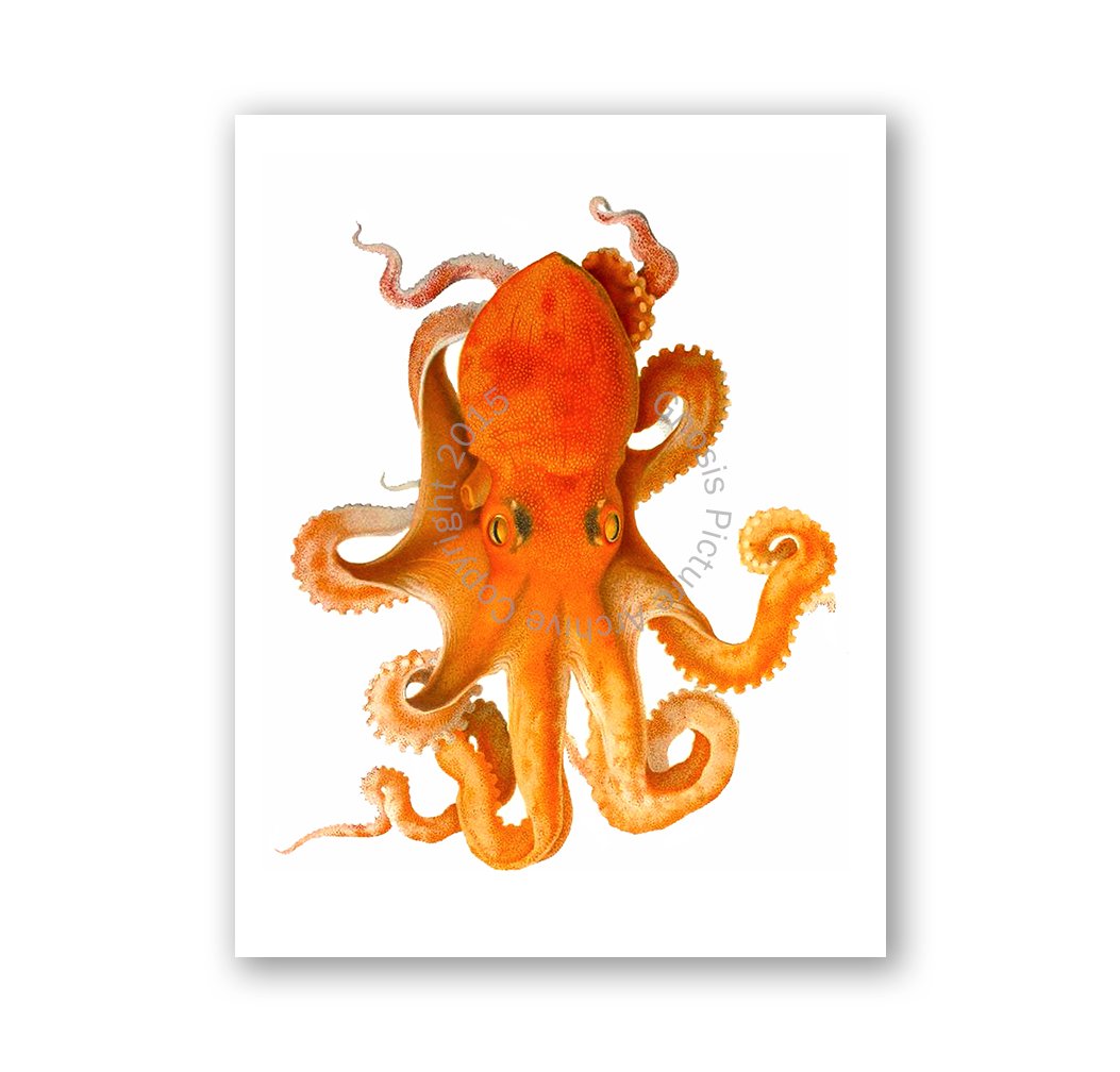 Gnosis Picture Archive - Set of 6 Beach Wall Art Prints with Octopus Decor | Unframed Coastal Wall Decor for Living Room, Bedroom, or Bathroom