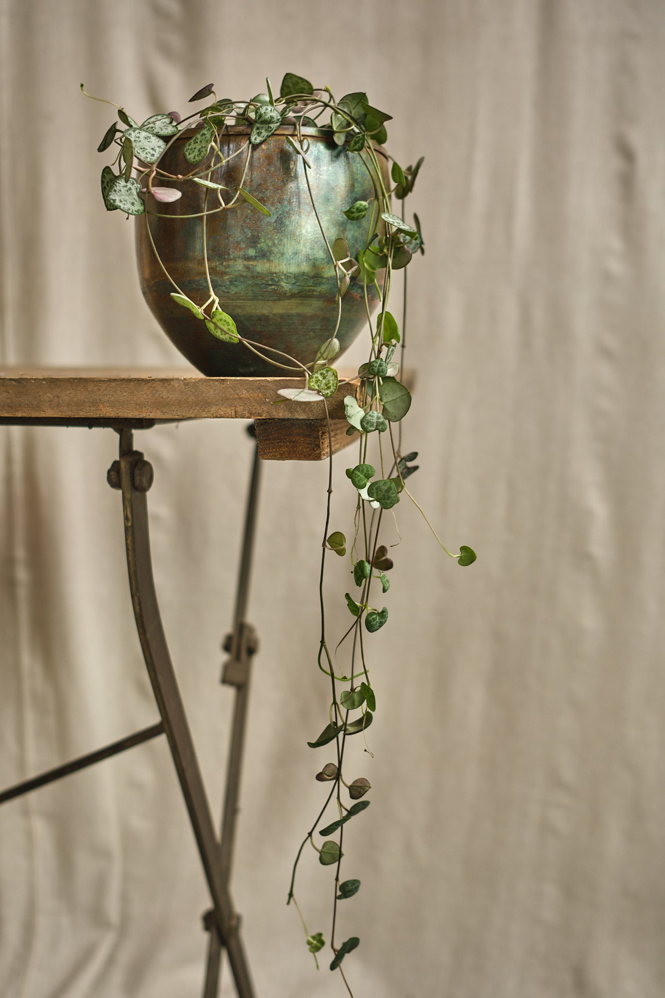 Ceropegia Woodii - Heart-Shaped Hanging Succulent Plant for Home & Office Decor | Perfect for Indoor Gardens, Shelves, and Balconies