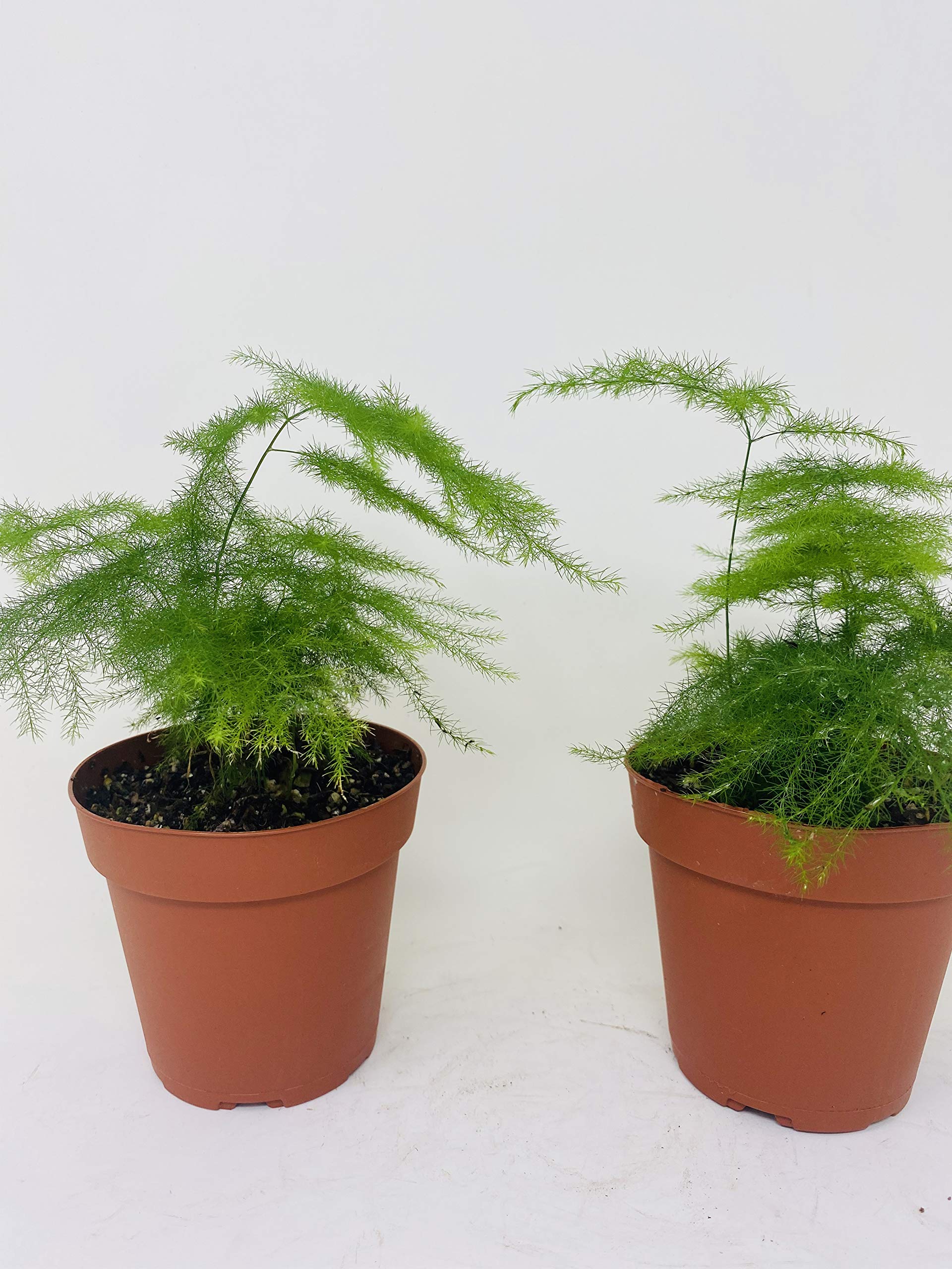 Two Fern Leaf Plumosus Asparagus Fern - 4 Inch Pot - Easy to Grow Indoor Houseplant - Perfect for Home Decor, Office Plants & Gift Ideas