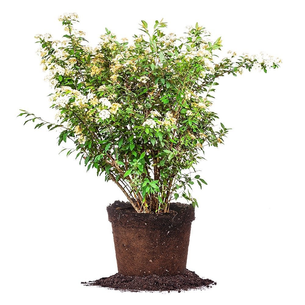 Bridal Wreath Spirea Live Plant (1 Gallon) with Fertilizer & Planting Guide - Perfect for Wedding Decor, Garden Borders, and Landscaping