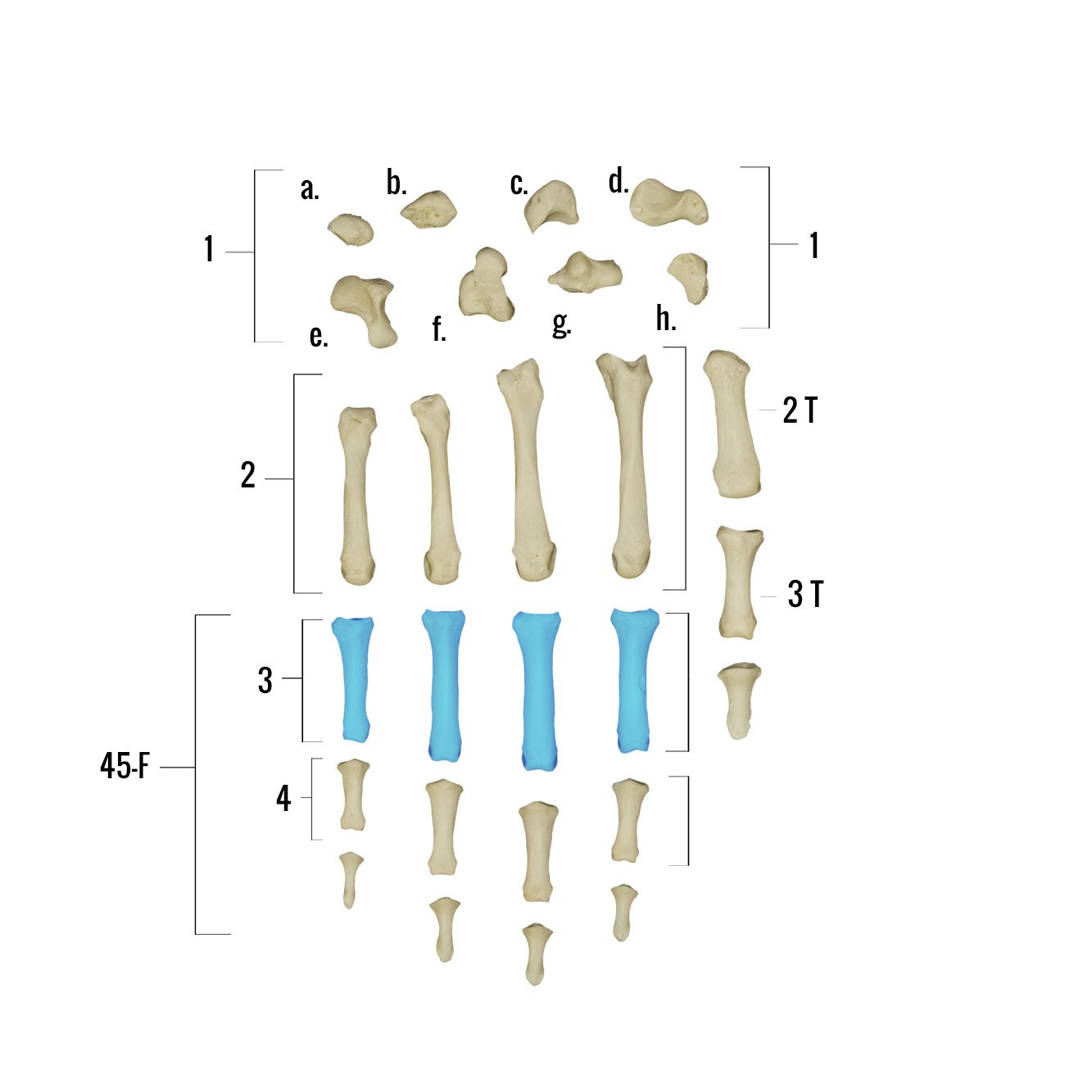 Real Human Hand Skeleton Model - Anatomically Accurate Single Bone Structure for Medical Study, Halloween Decor & Science Education